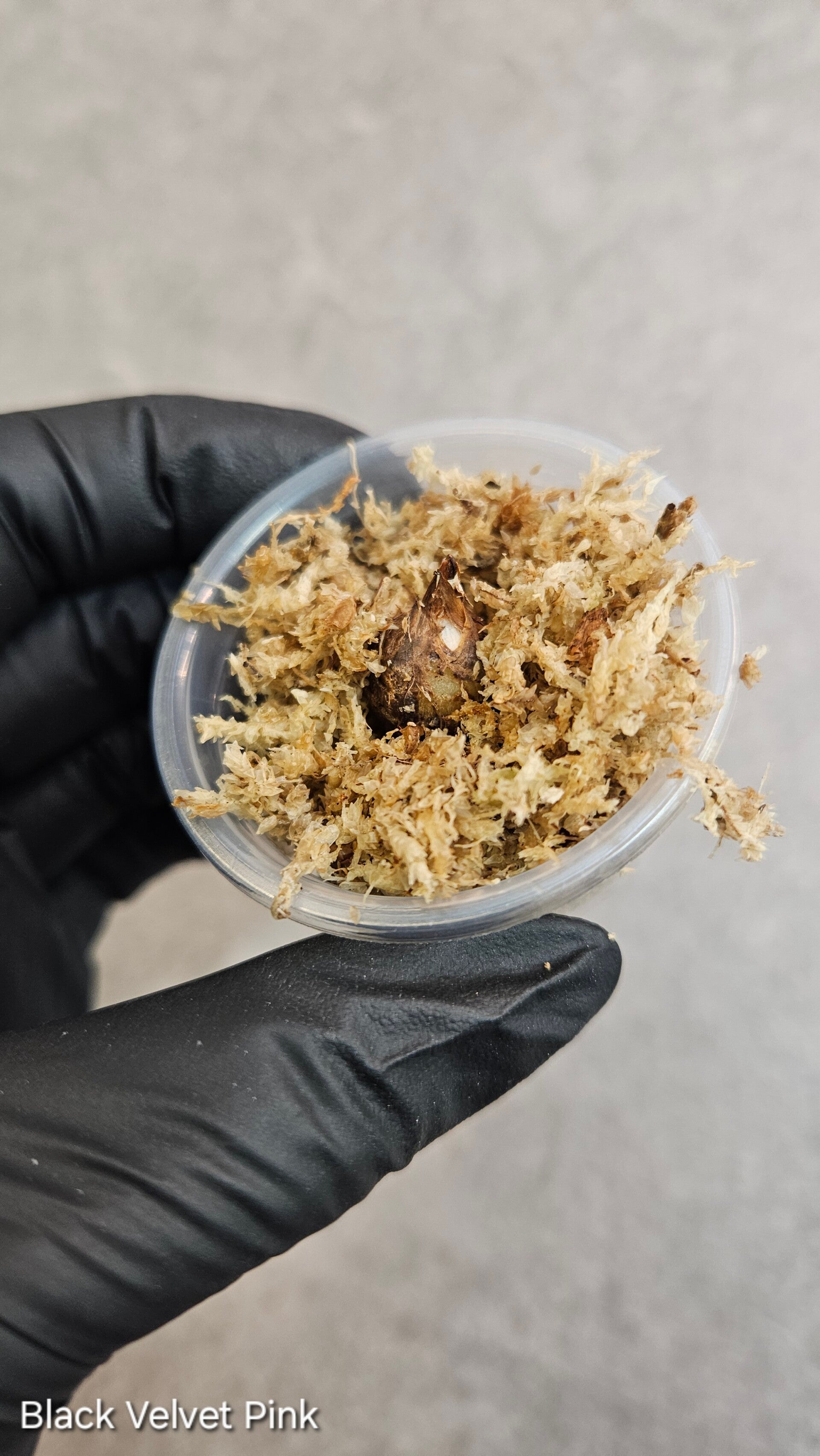 Corm - Alocasia Black Velvet Pink Variegata