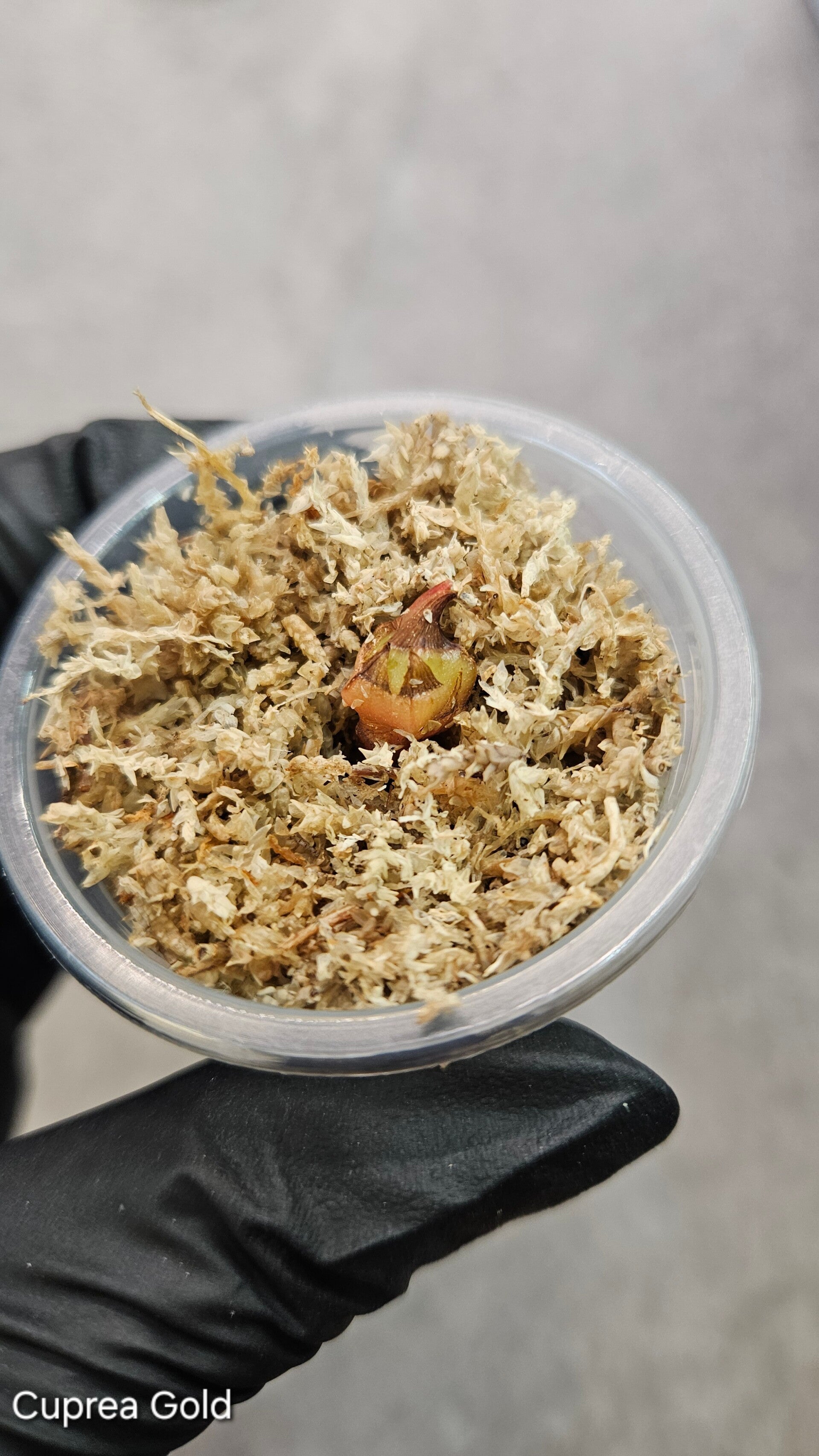 Corm - Alocasia Cuprea Gold