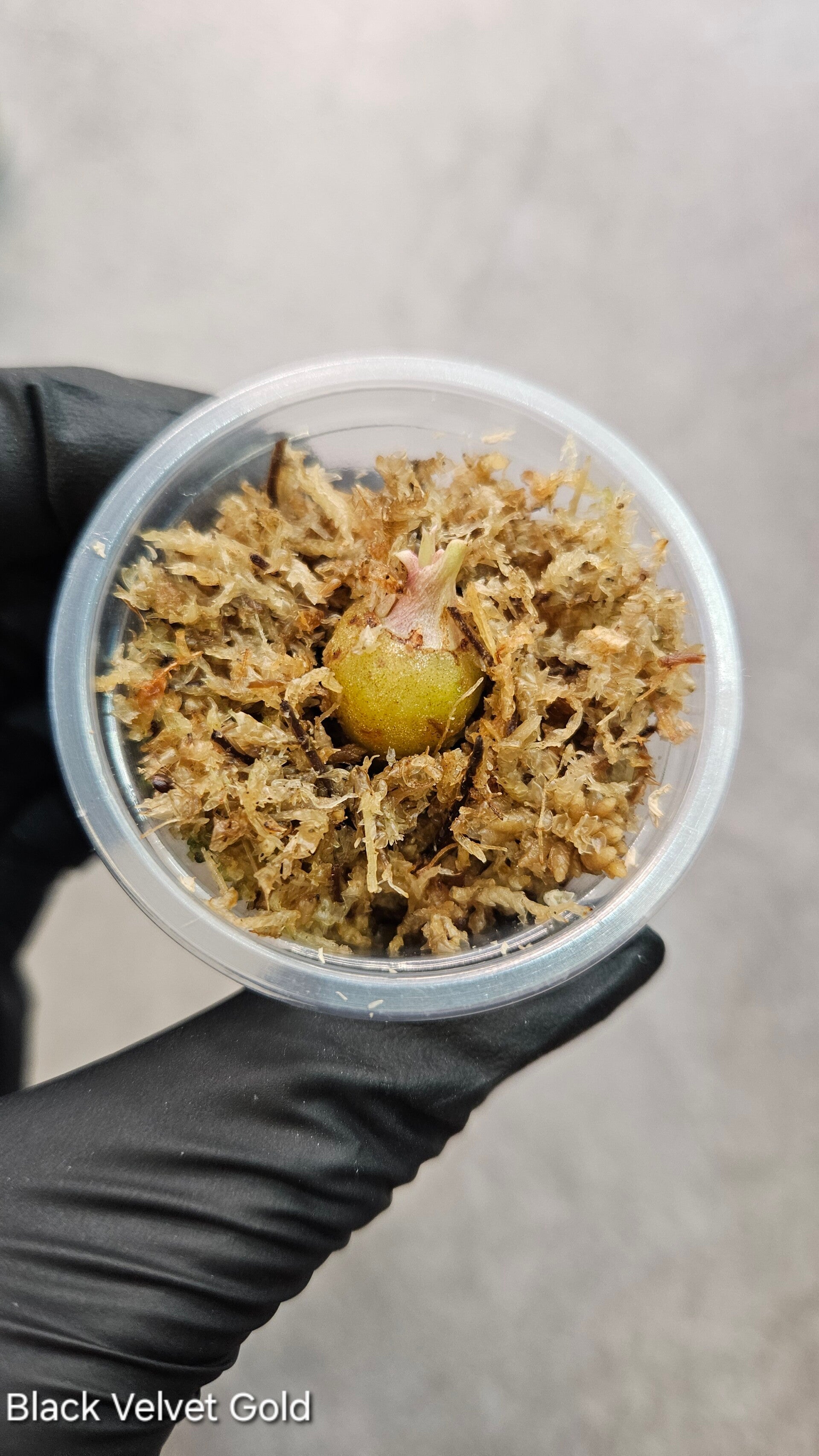 Corm - Alocasia Black Velvet Gold Variegata