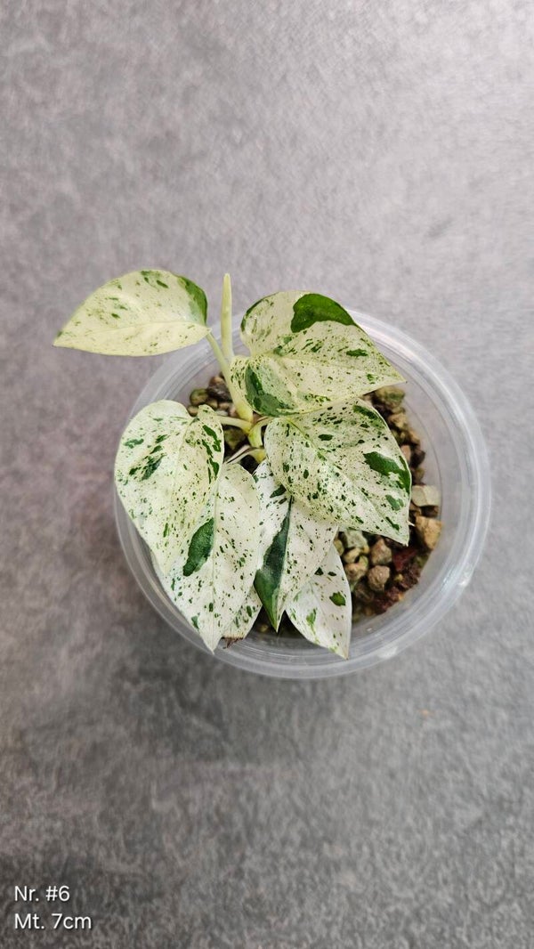 Epipremnum Pinnatum Hanoman Sp Bali