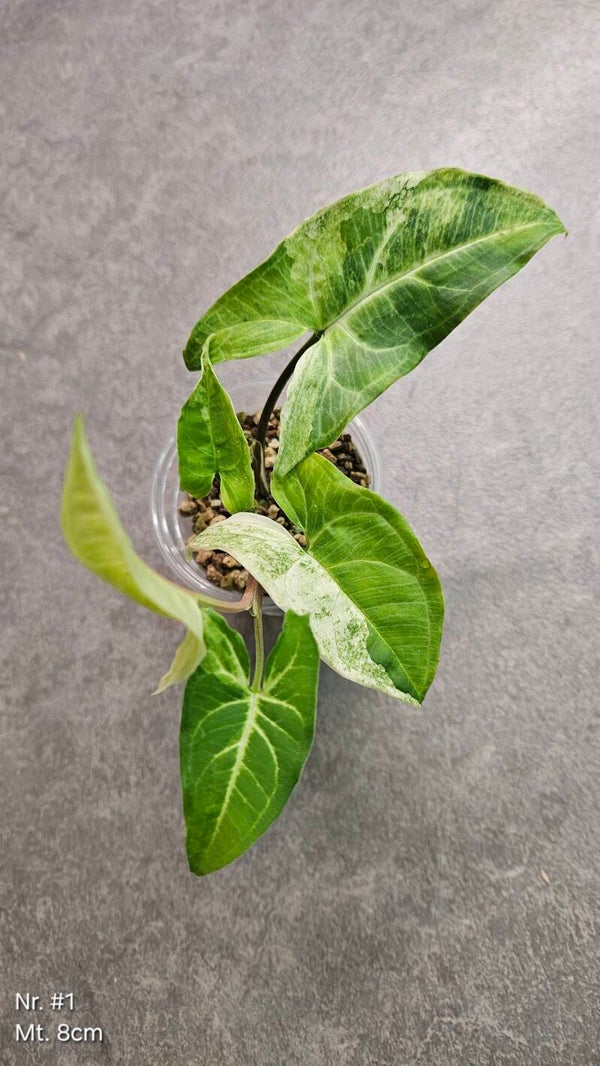 Syngonium Batik Variegata