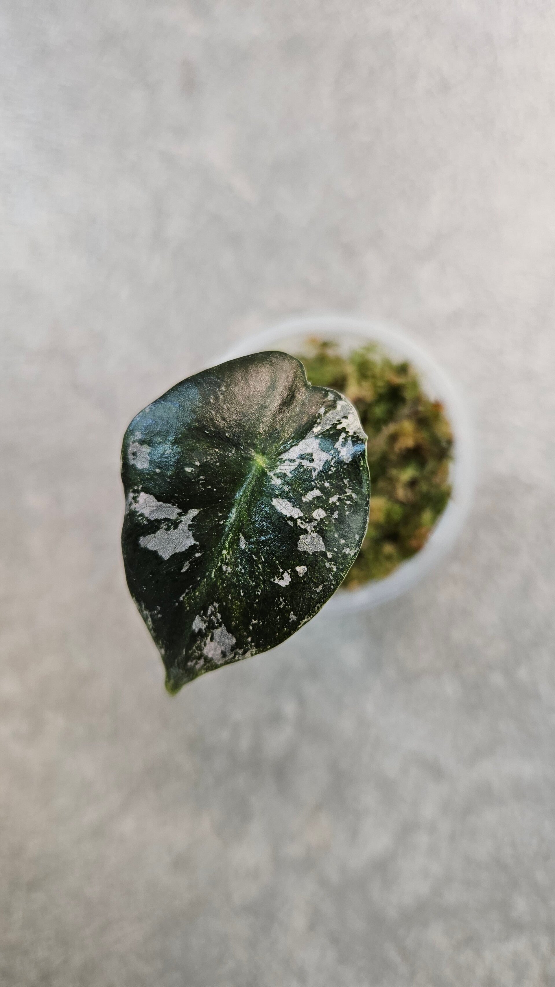 Alocasia Pink Dragon Albo/Pink Variegata