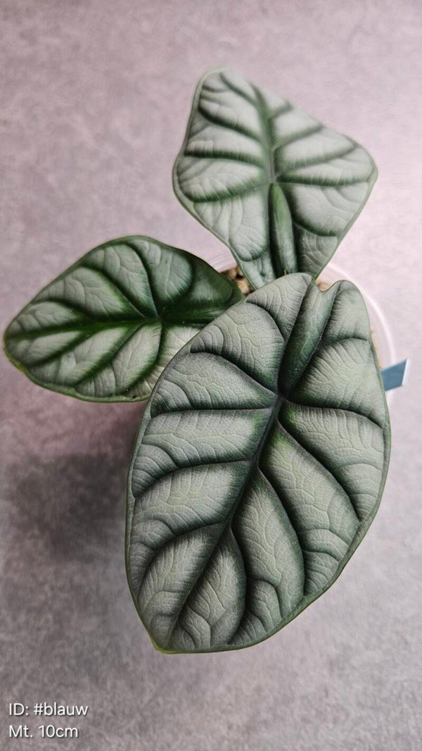 Alocasia Silver Dragon (Sports Variegata)