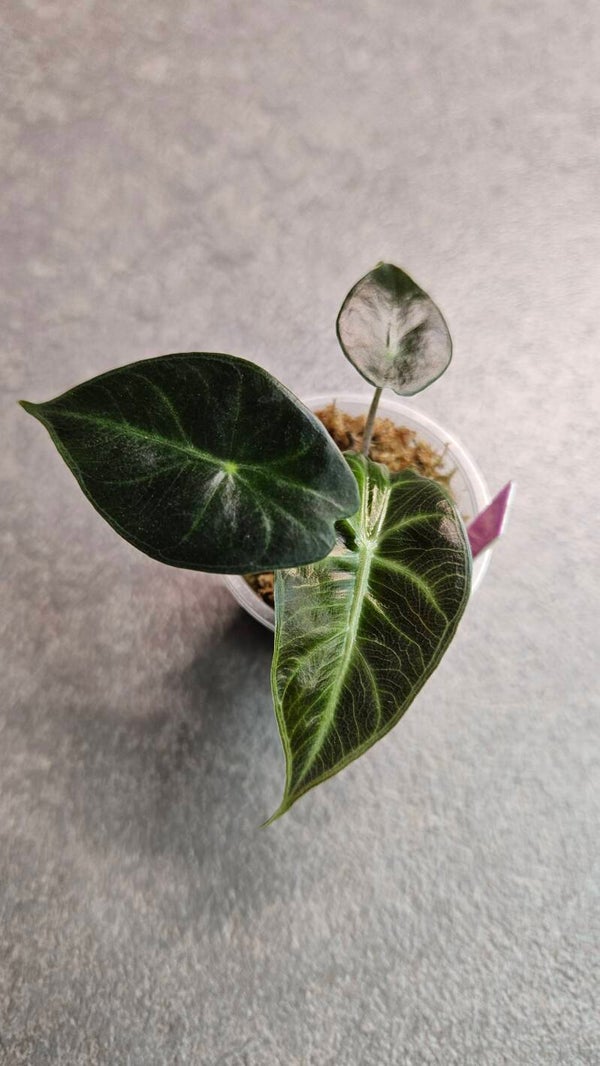 Alocasia Pink Dragon