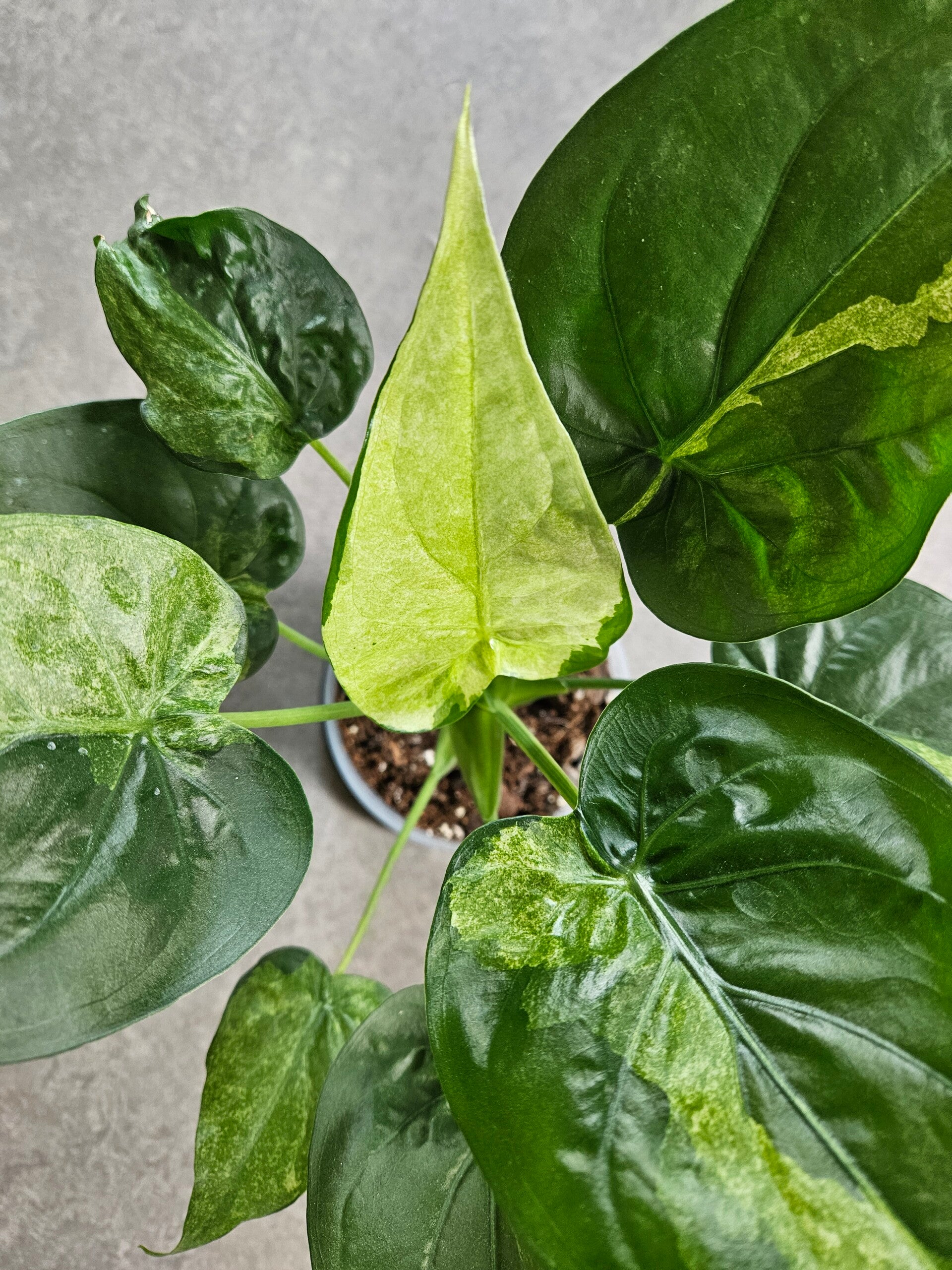 Alocasia Cucullata Aurea/Mint Variegata (ntk)