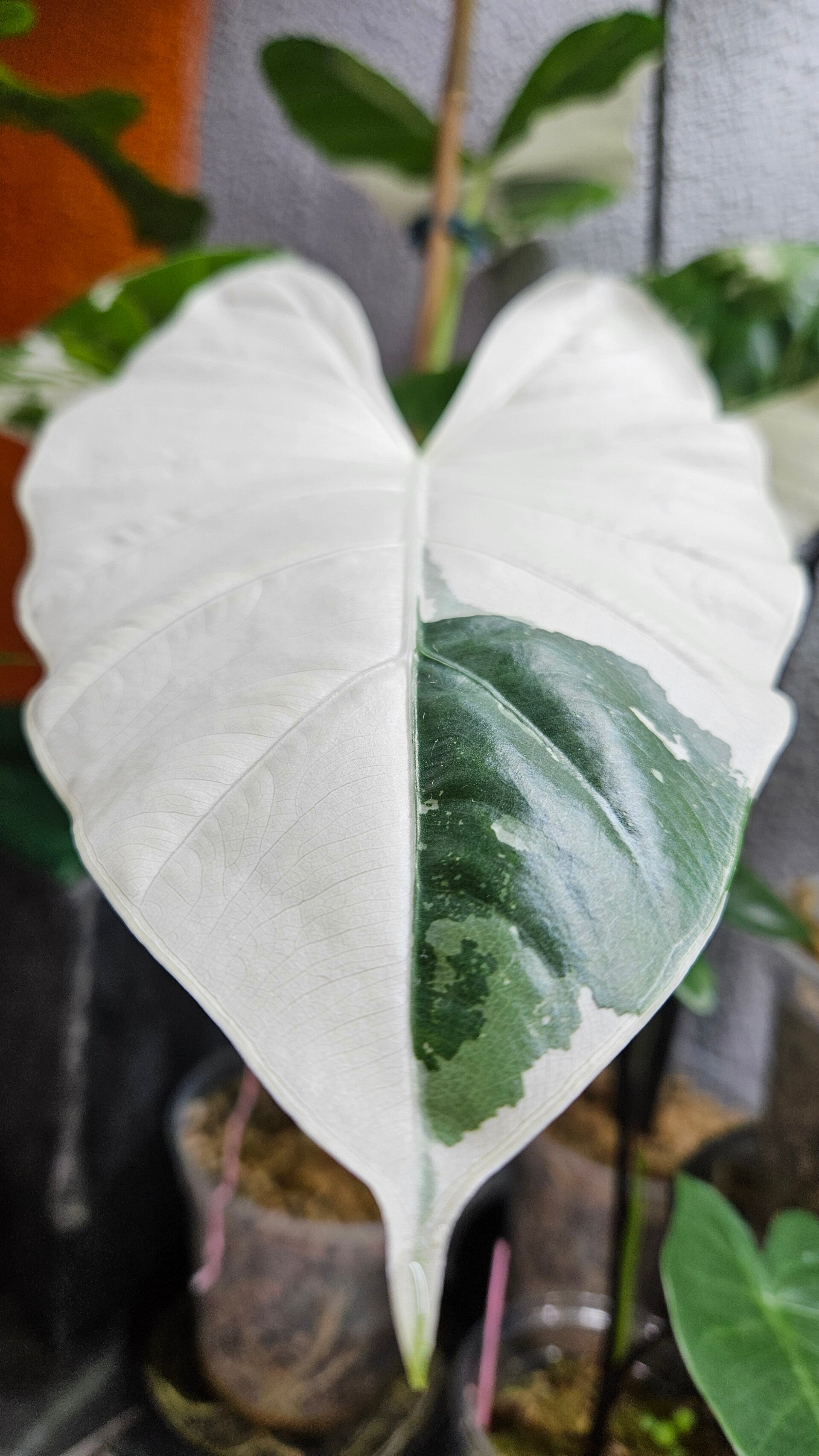 Alocasia Macrorrhizos Albo Variegata (ntk)