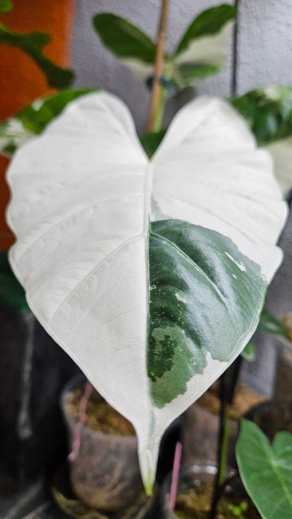 Alocasia Macrorrhizos Albo Variegata (ntk)