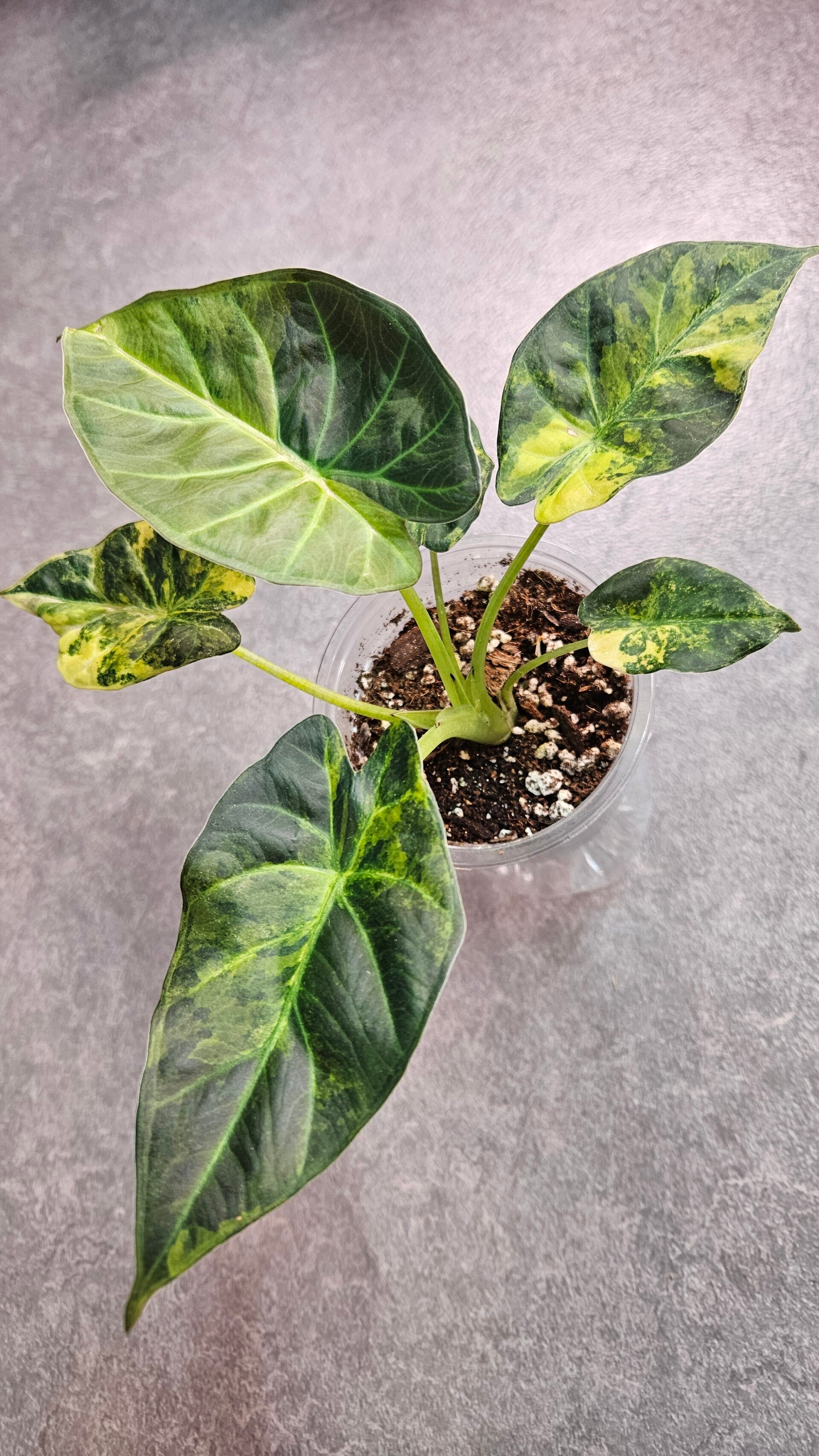 Alocasia Regal Shield Aurea/Gold Variegata (ntk)
