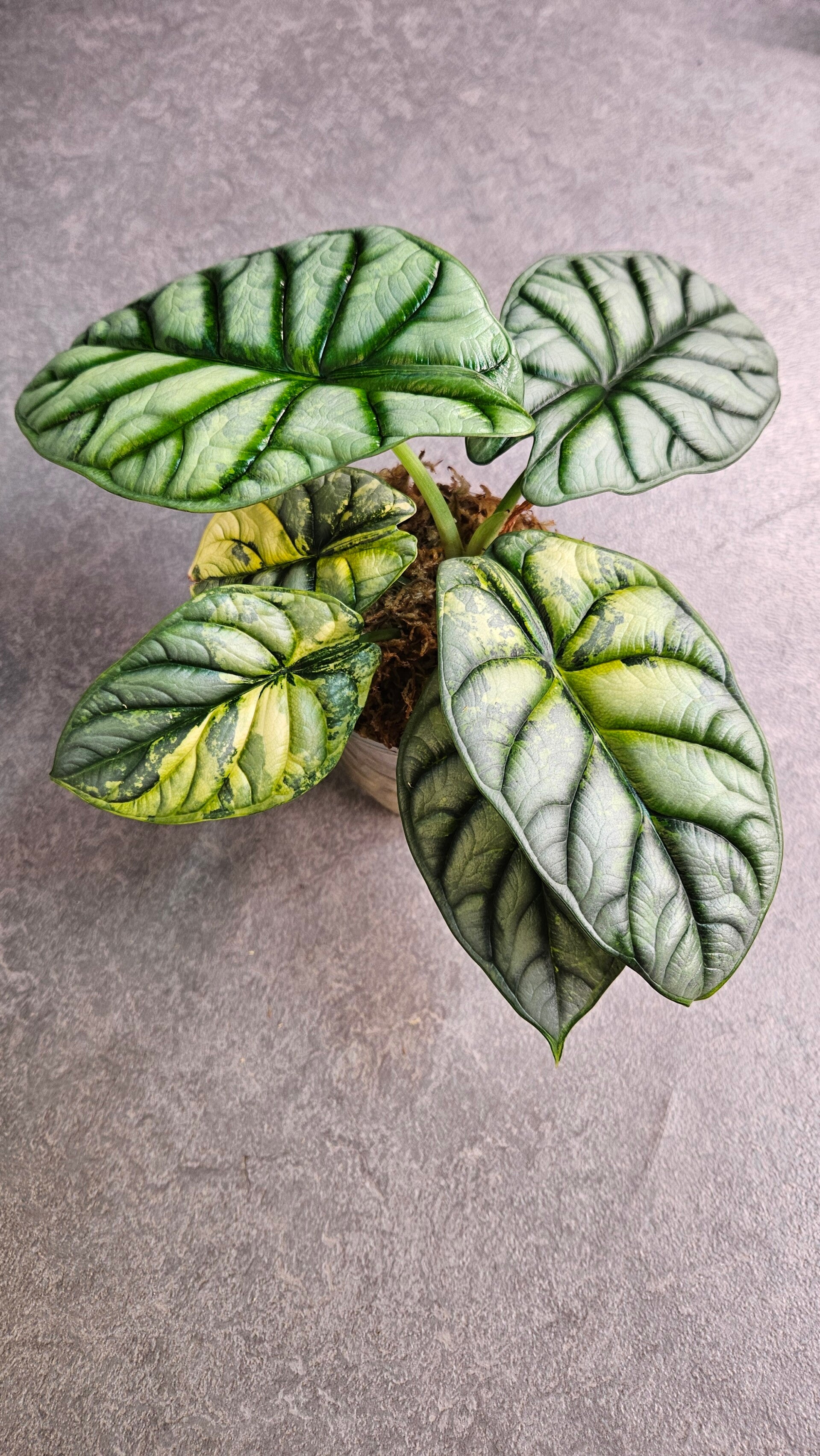 Alocasia Silver Dragon Aurea/GoG Variegata (ntk)