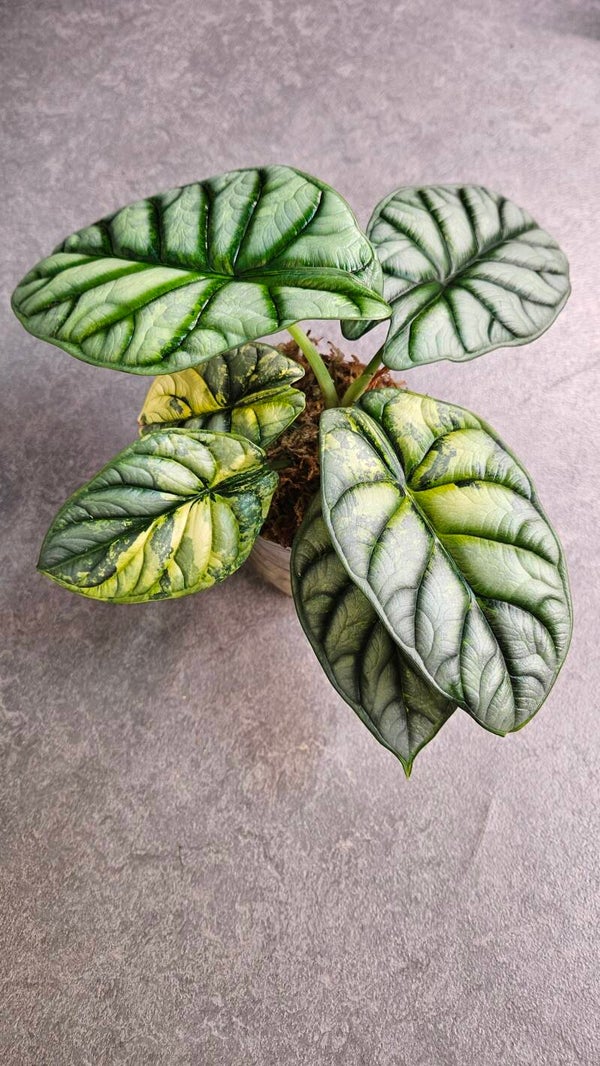 Alocasia Silver Dragon Aurea/GoG Variegata (ntk)