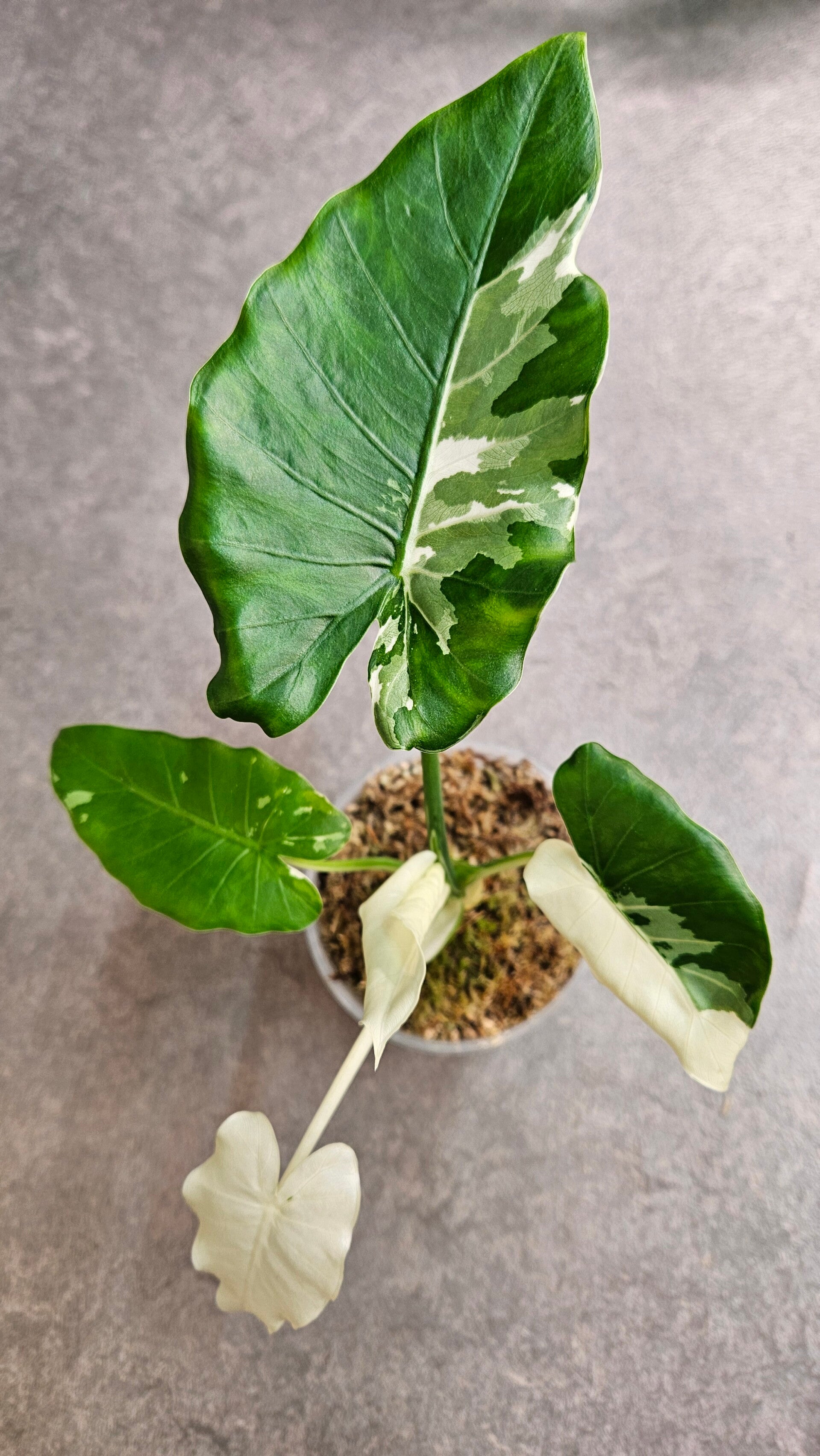 Alocasia Okinawa Silver Variegata (ntk)