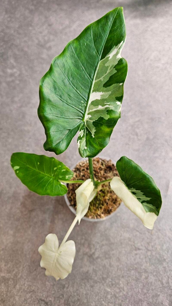Alocasia Okinawa Silver Variegata (ntk)