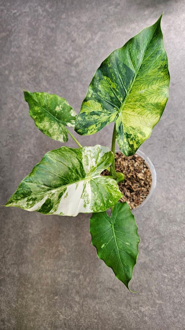 Alocasia Gageana Albo (Aurea) Variegata (ntk)