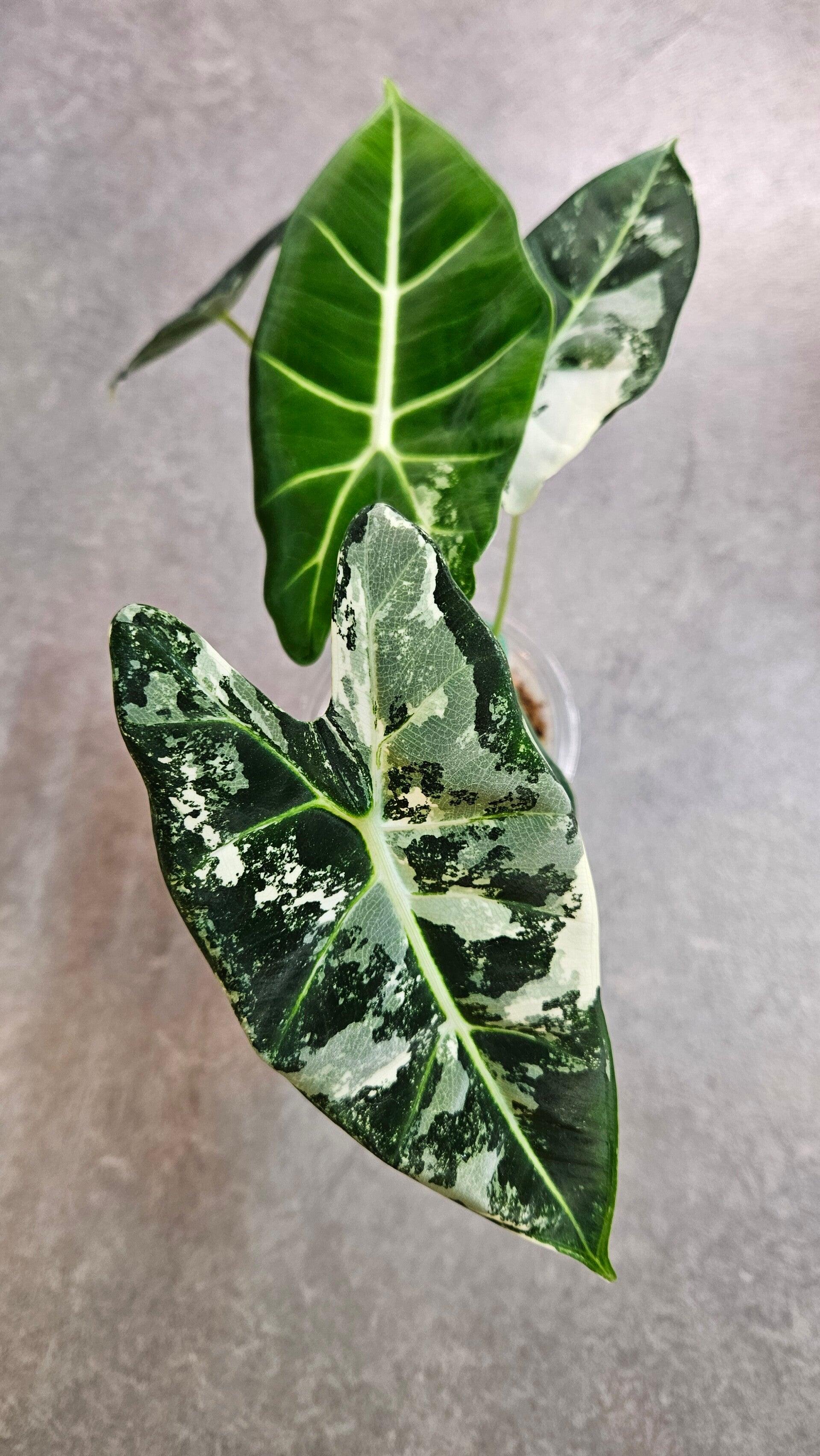 Alocasia Frydek Albo Variegata (ntk)