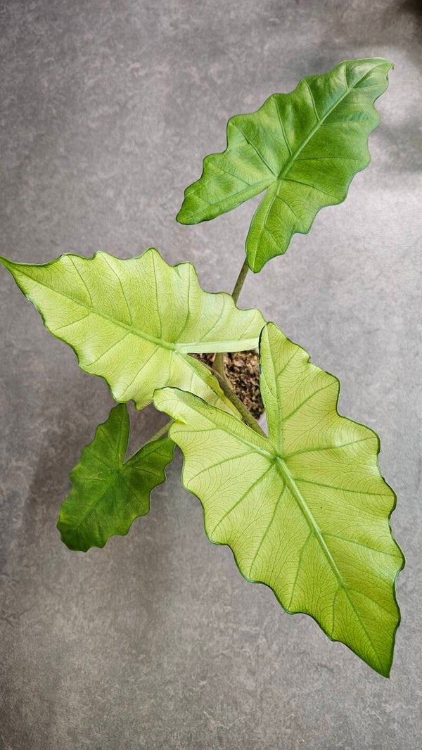 Alocasia Sp. NoID Mint/GoG Variegata (ntk)