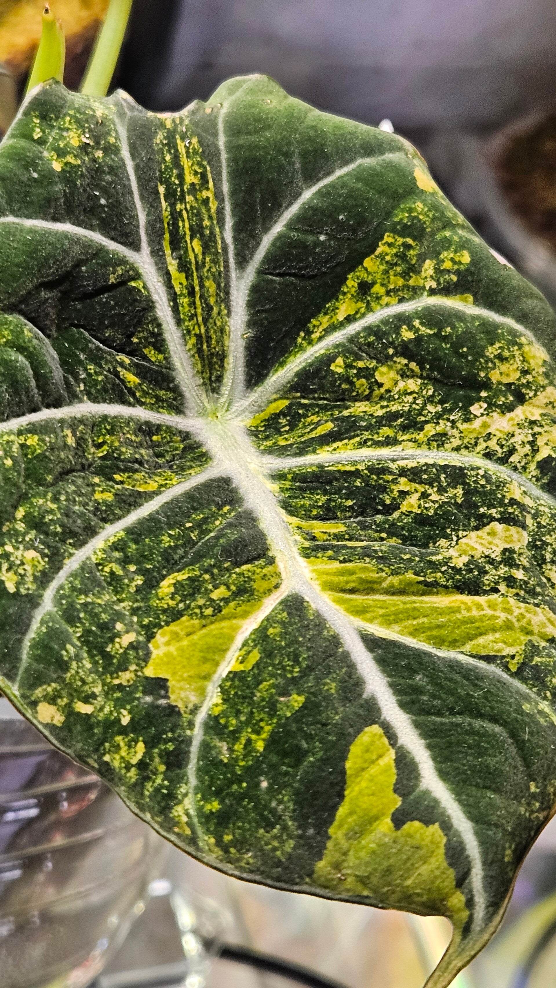 Alocasia Black Velvet Gold Variegata (ntk)