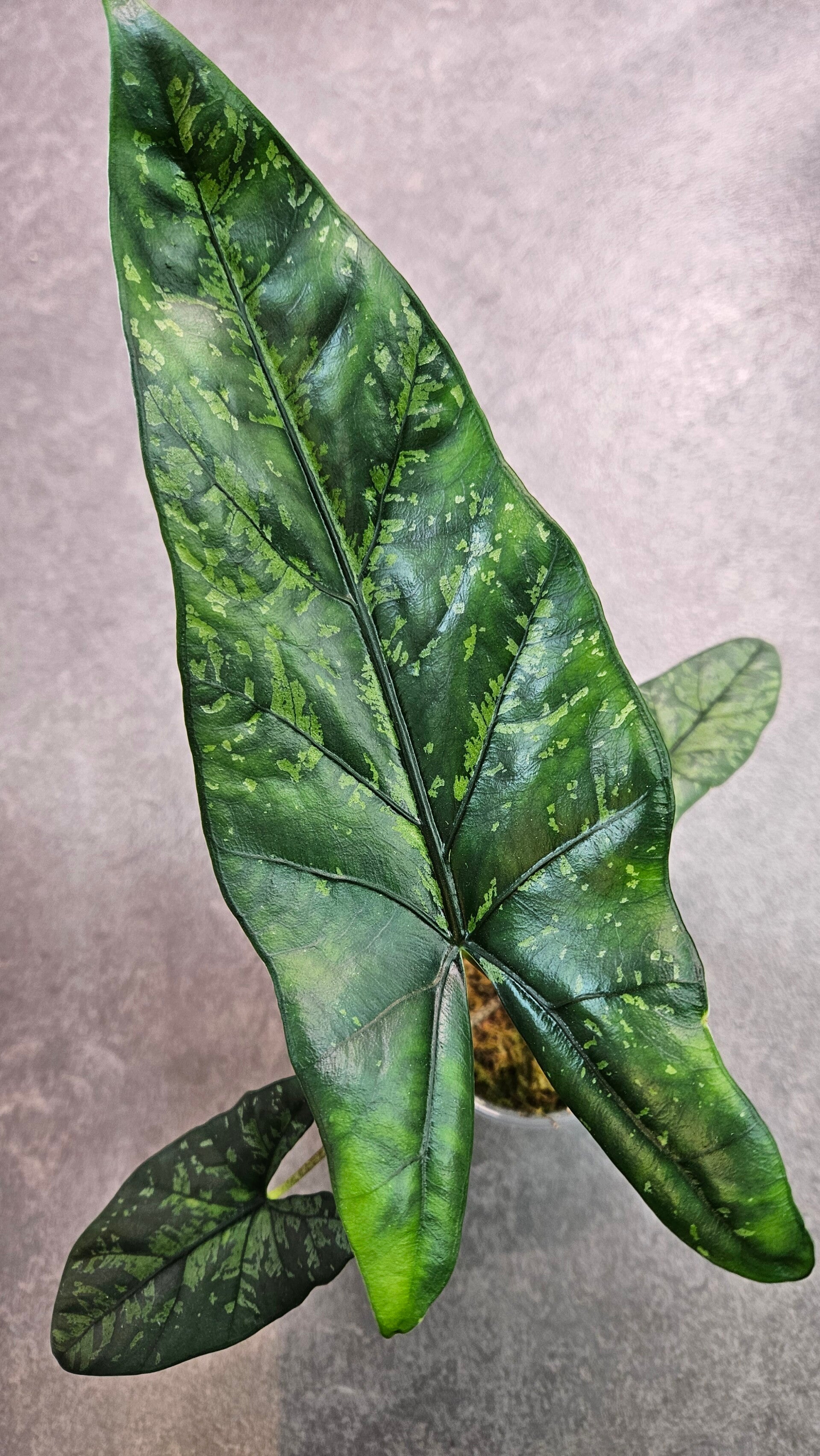 Alocasia Boyceana Shattered Glass (ntk)