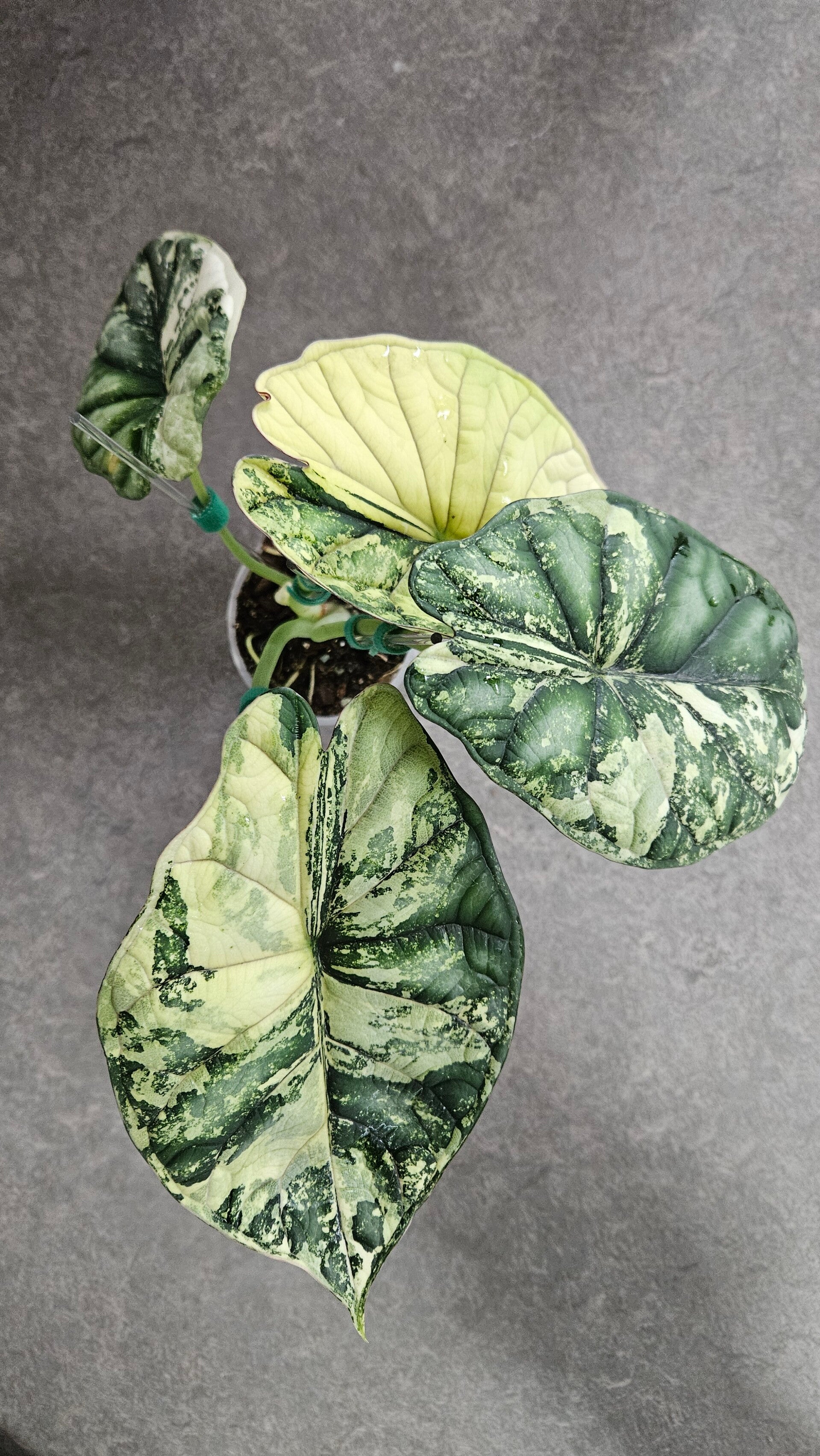 Alocasia Dragon Scale Albo Variegata (ntk)