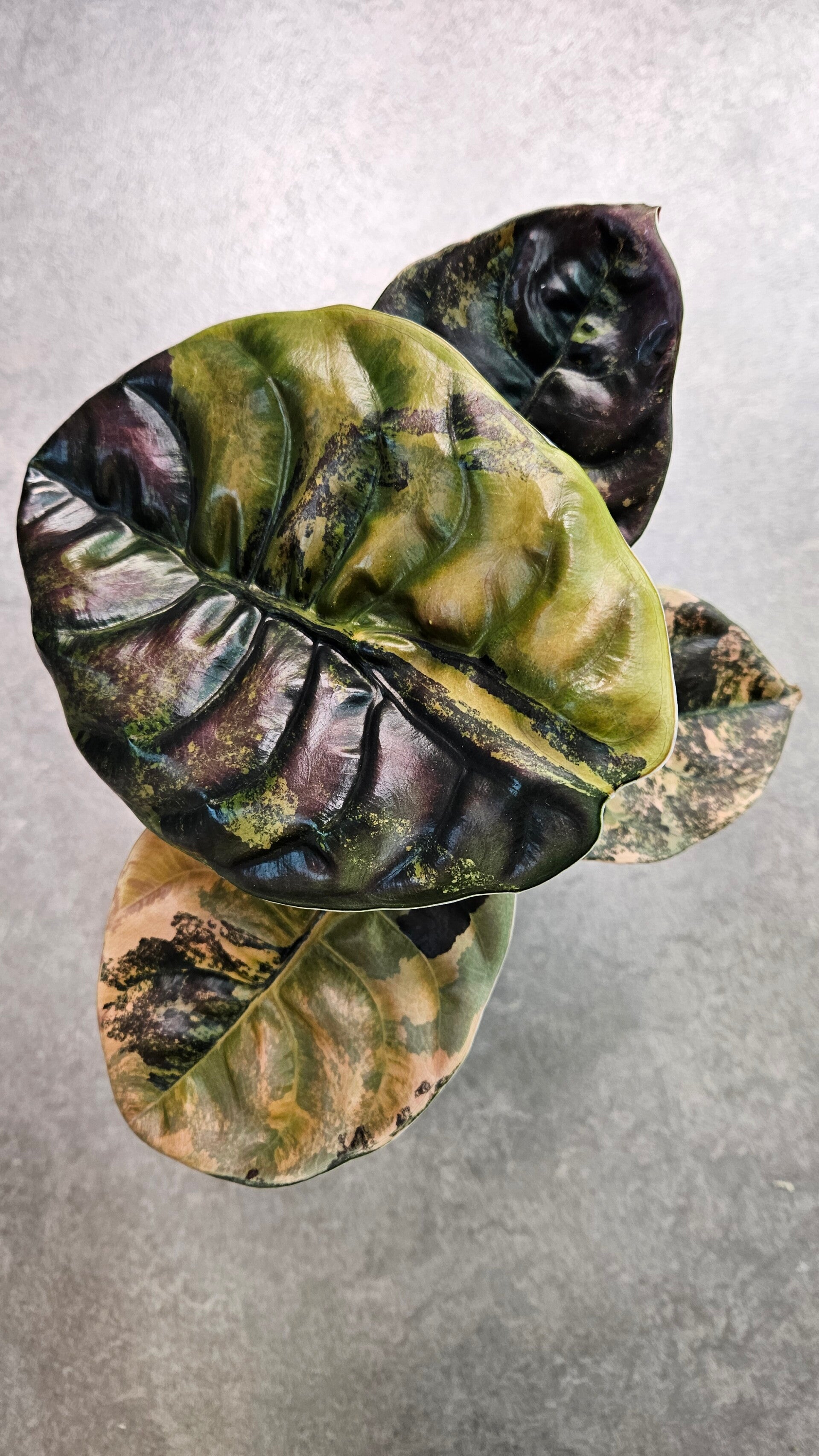 Alocasia Cuprea Gold Variegata (ntk)