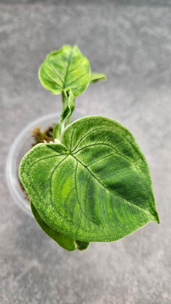 Syngonium Frosted Heart #1