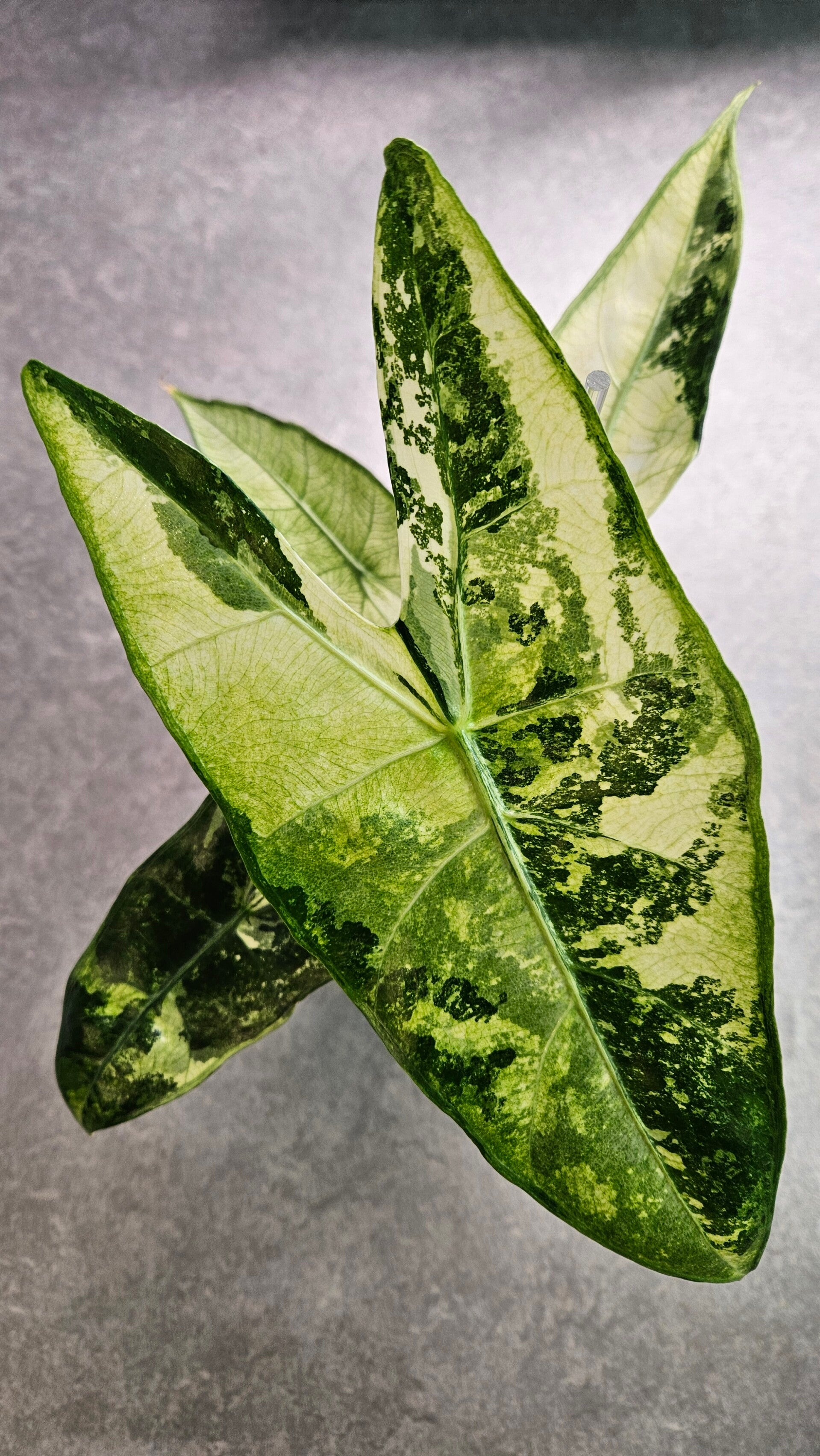 Alocasia Longiloba Albo Variegata (ntk)