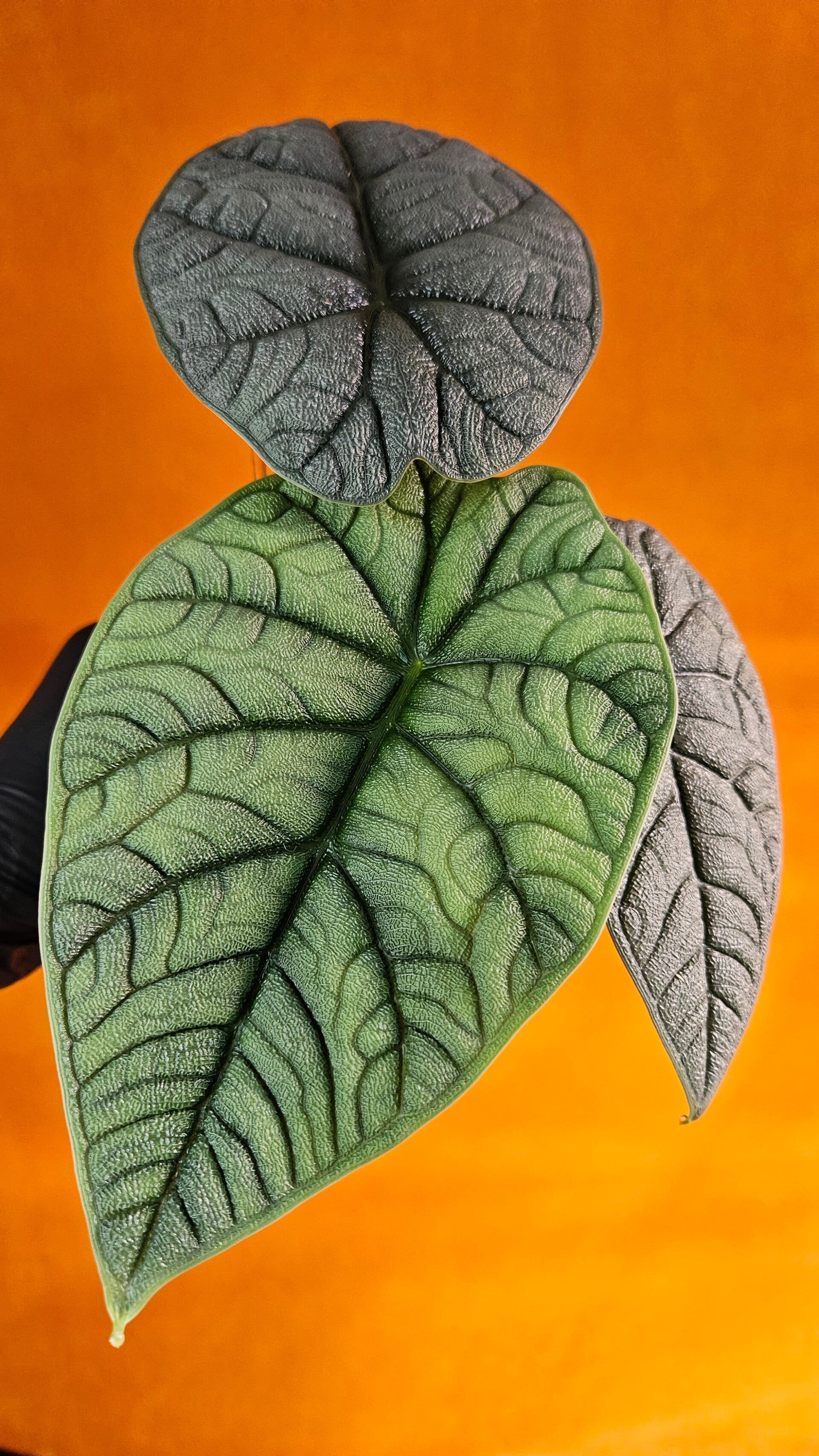 Alocasia Melo (ntk)