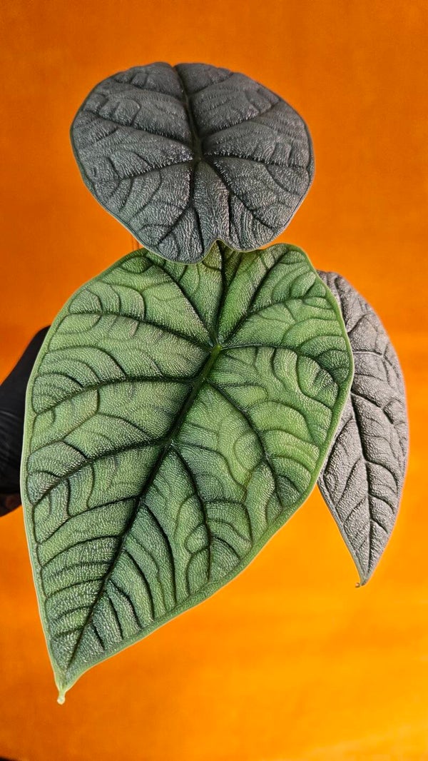 Alocasia Melo (ntk)