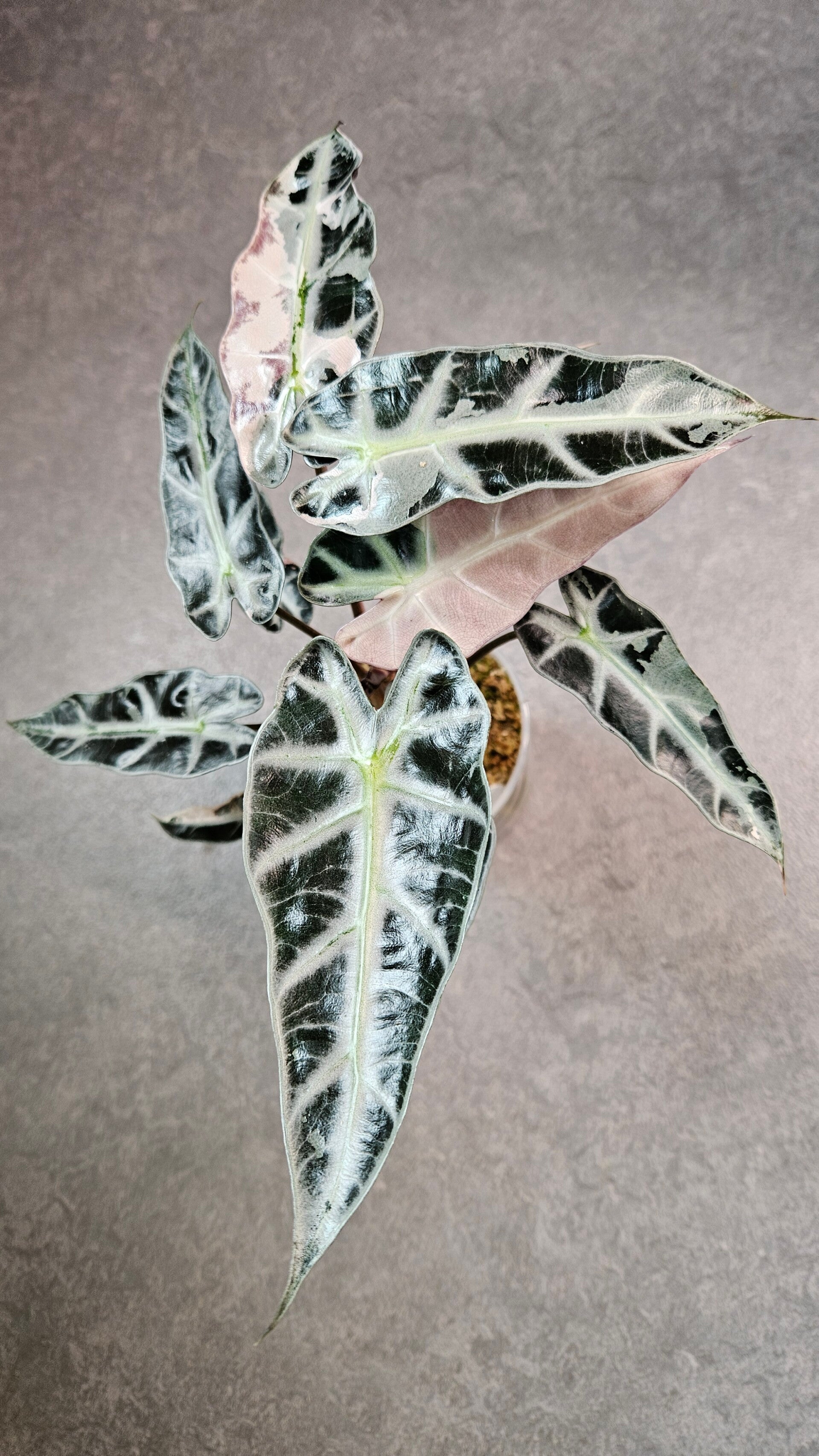 Alocasia Bambino Pink Variegata (ntk)
