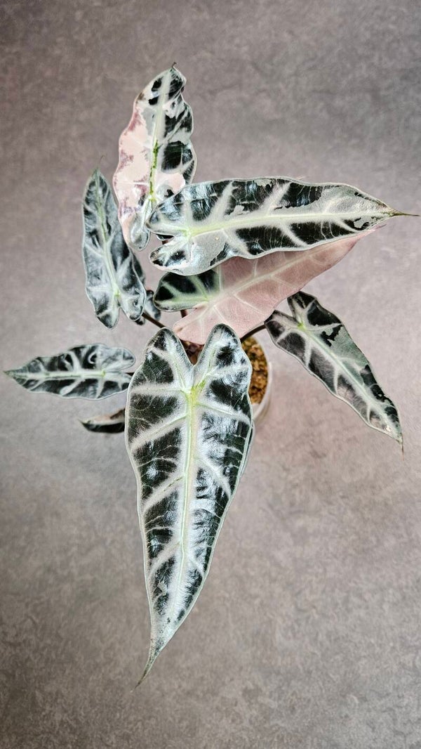 Alocasia Bambino Pink Variegata (ntk)