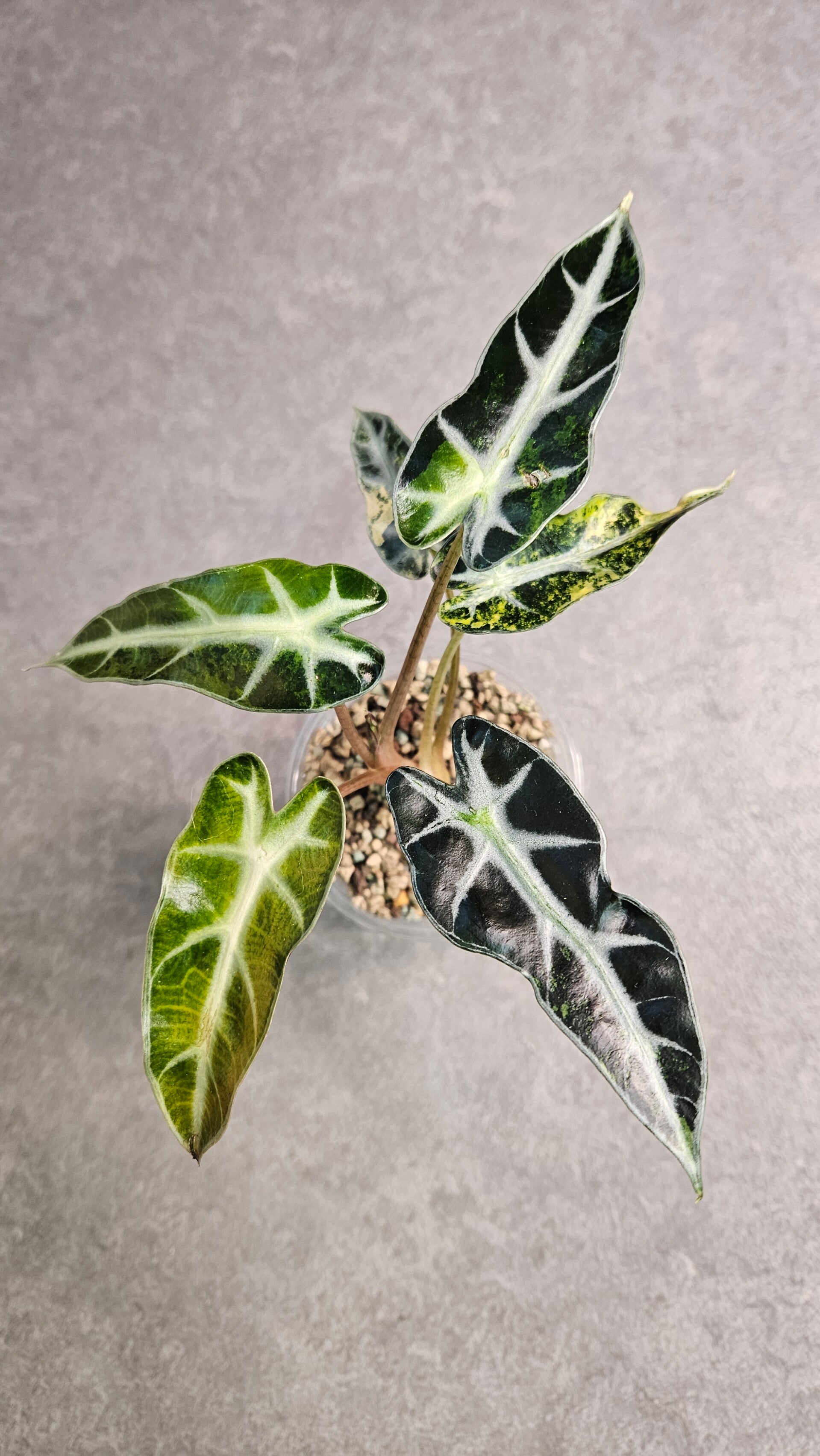 Alocasia Bambino Gold Variegata (ntk)