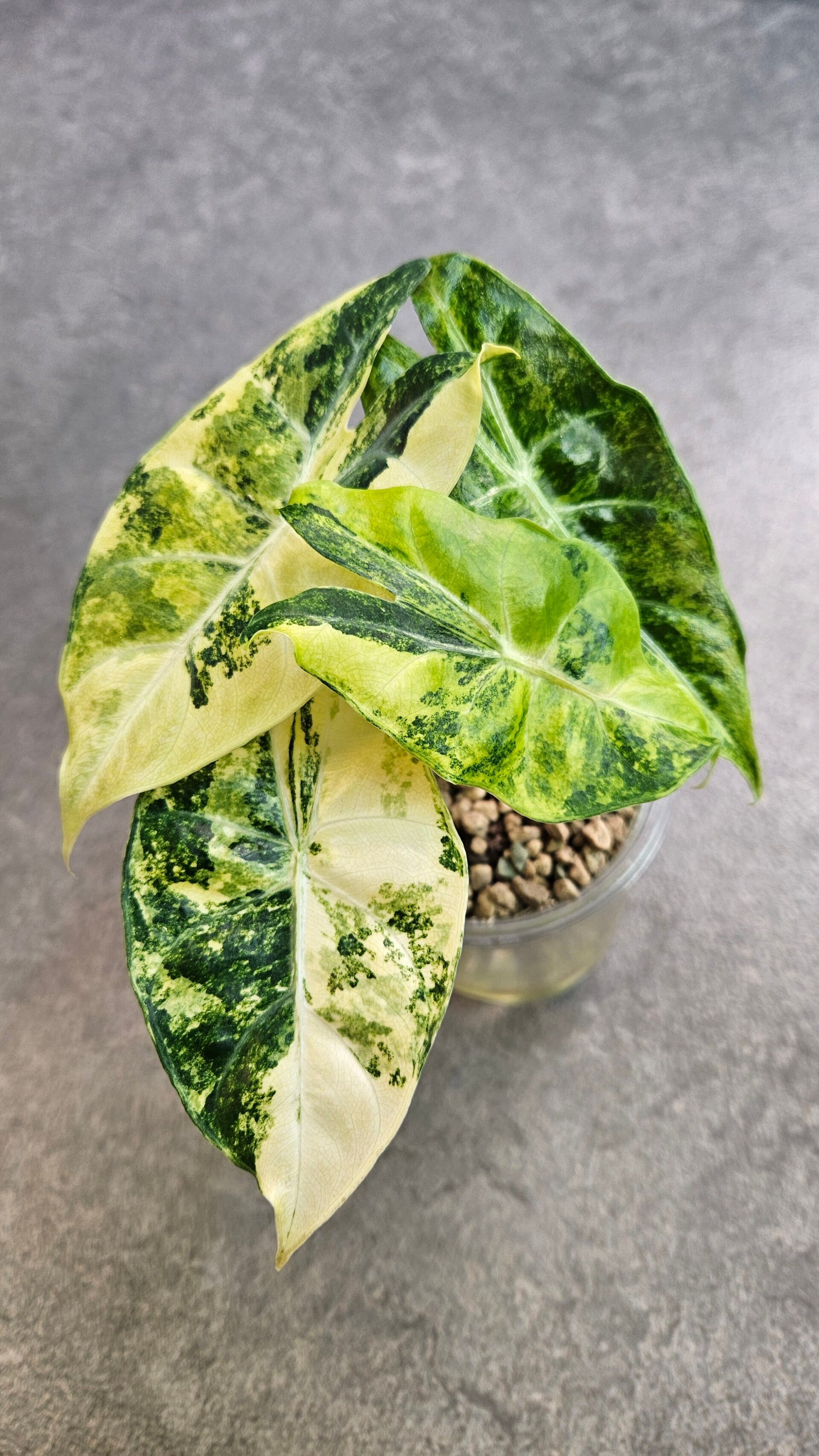 Alocasia Nairobi Nights Tricolor Variegata (ntk)