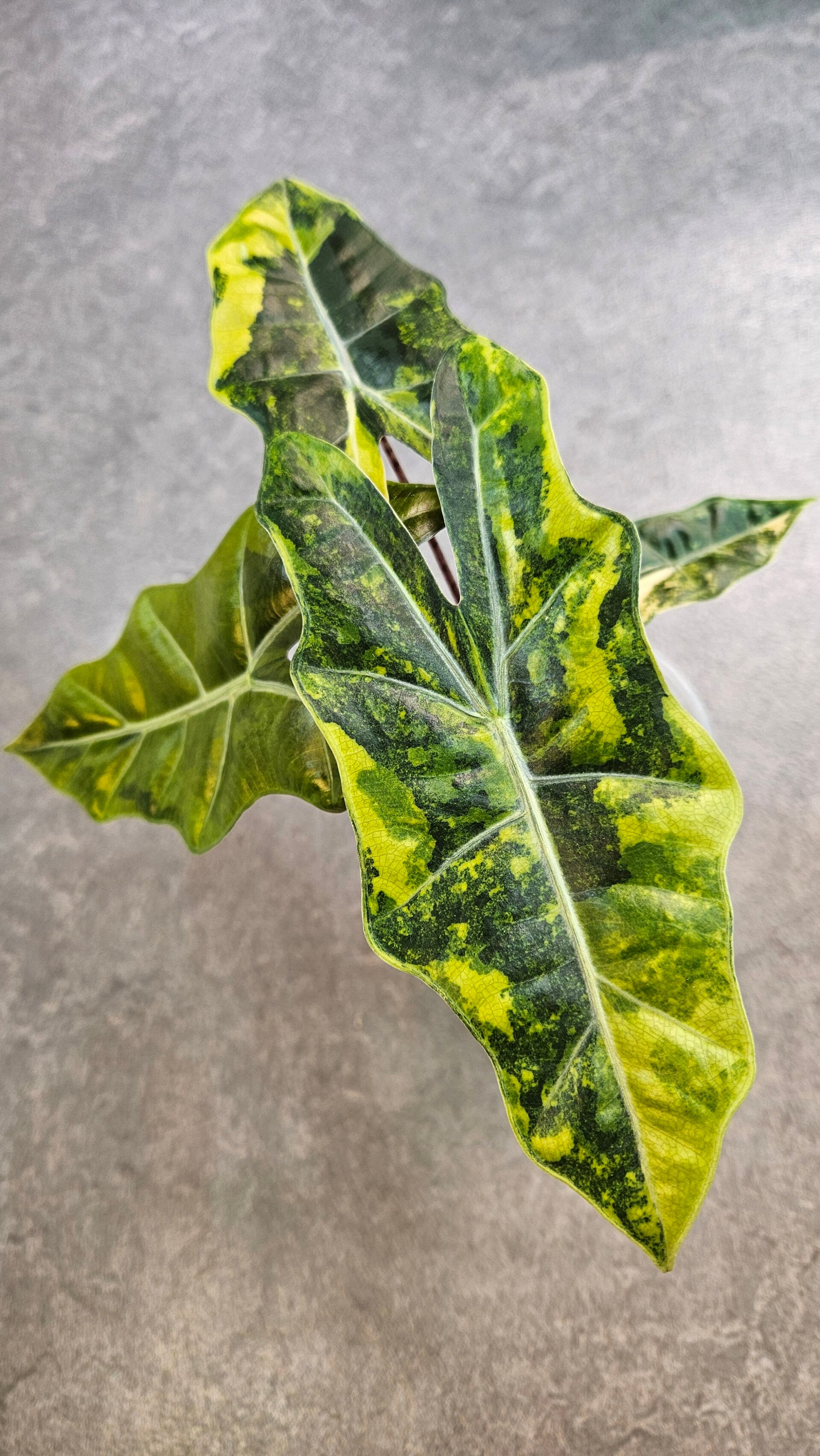 Alocasia Pseudo Sanderiana Variegata (ntk)