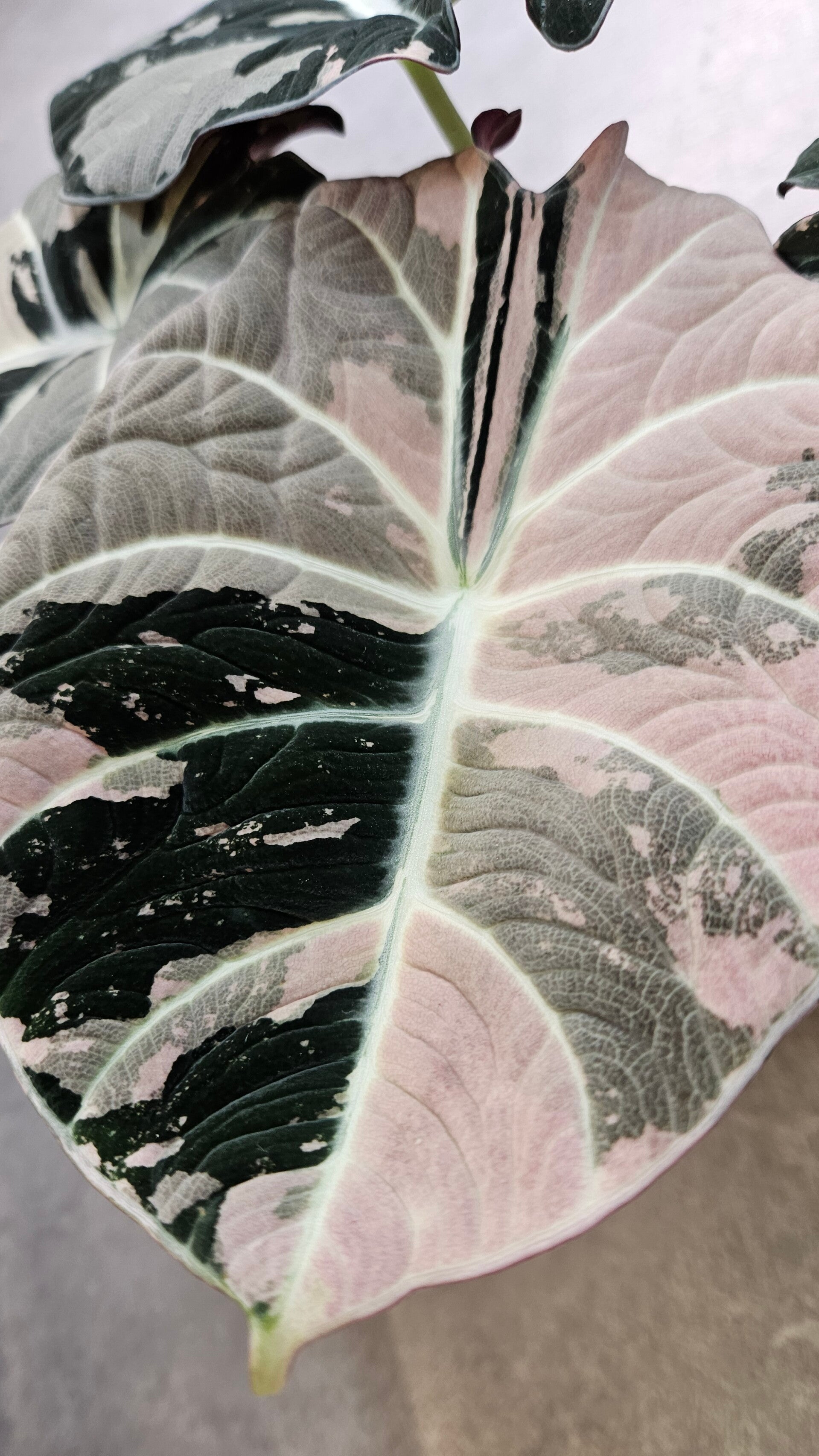 Alocasia Black Velvet Pink Variegata (ntk)