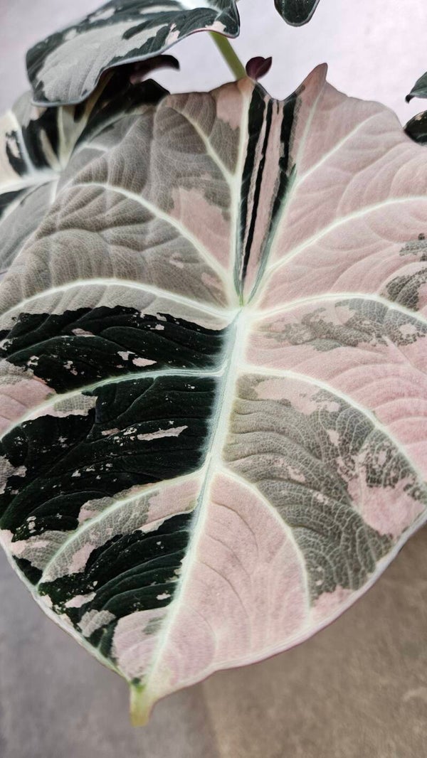 Alocasia Black Velvet Pink Variegata (ntk)