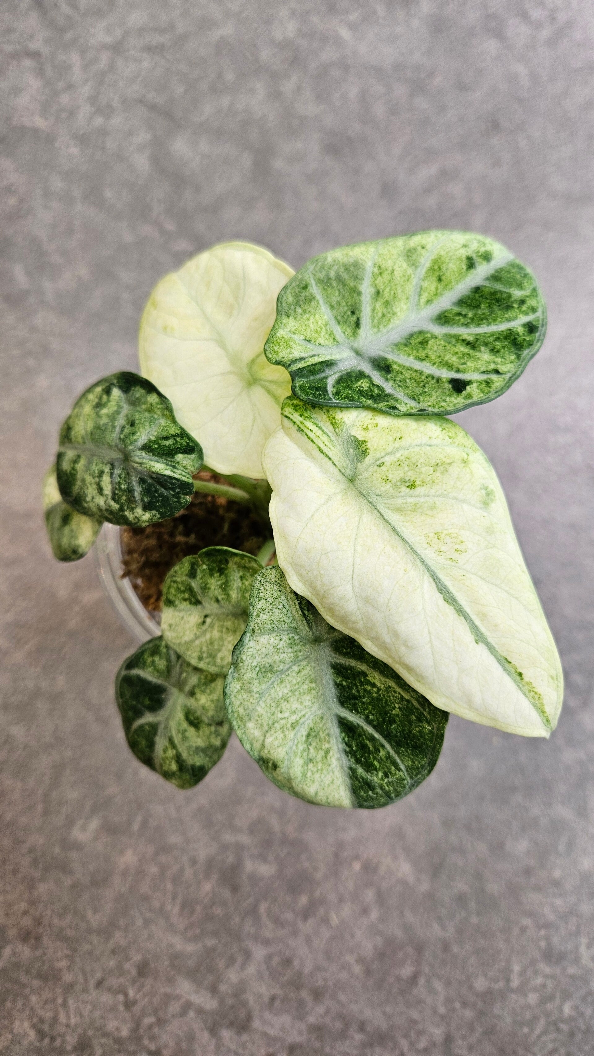 Alocasia Ninja Tricolor Variegata (ntk)