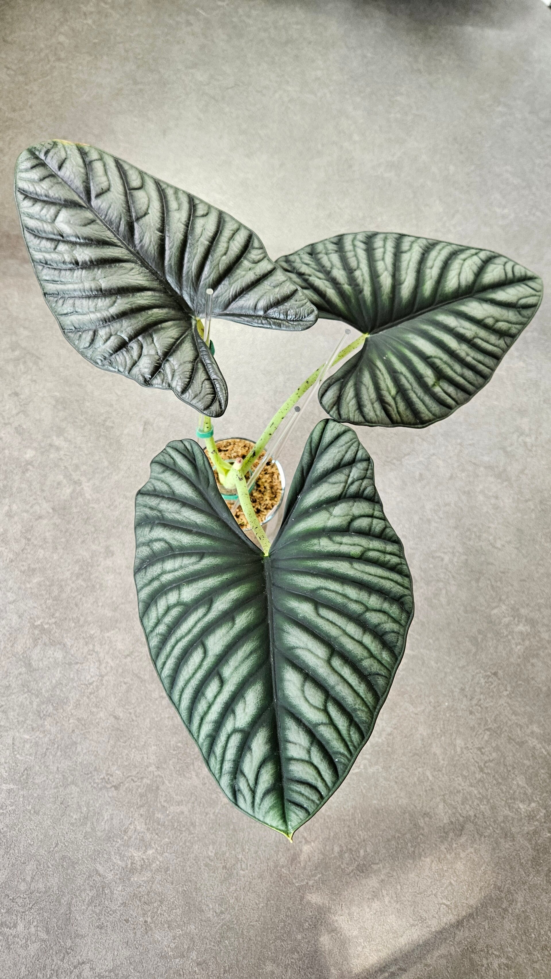 Alocasia Nebula Imperialis (ntk)