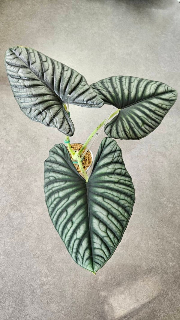 Alocasia Nebula Imperialis (ntk)