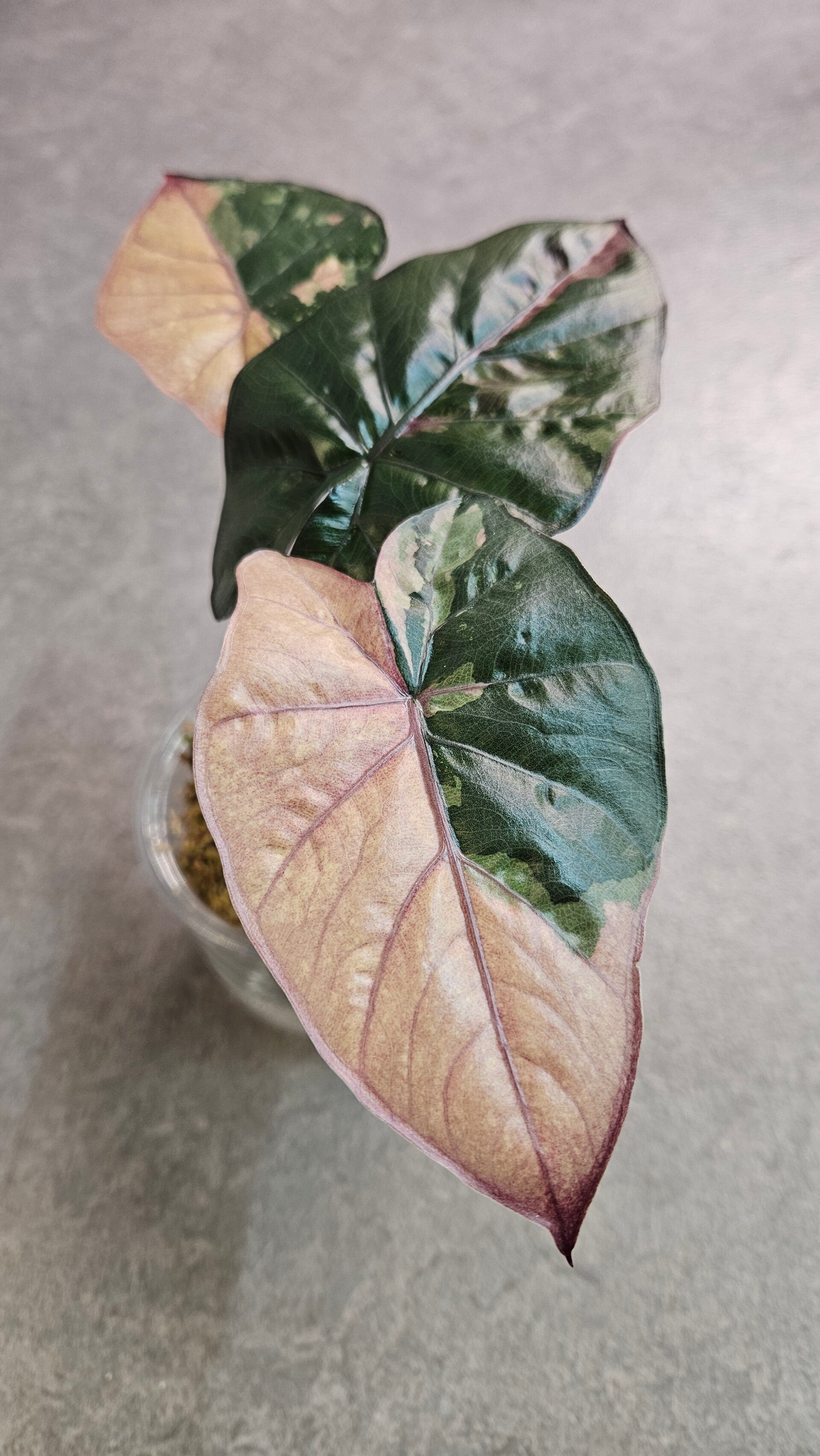Alocasia Serendipity Pink Variegata (ntk)