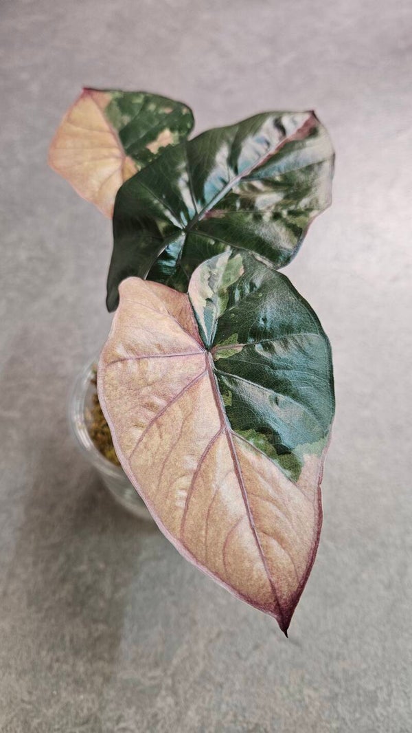 Alocasia Serendipity Pink Variegata (ntk)