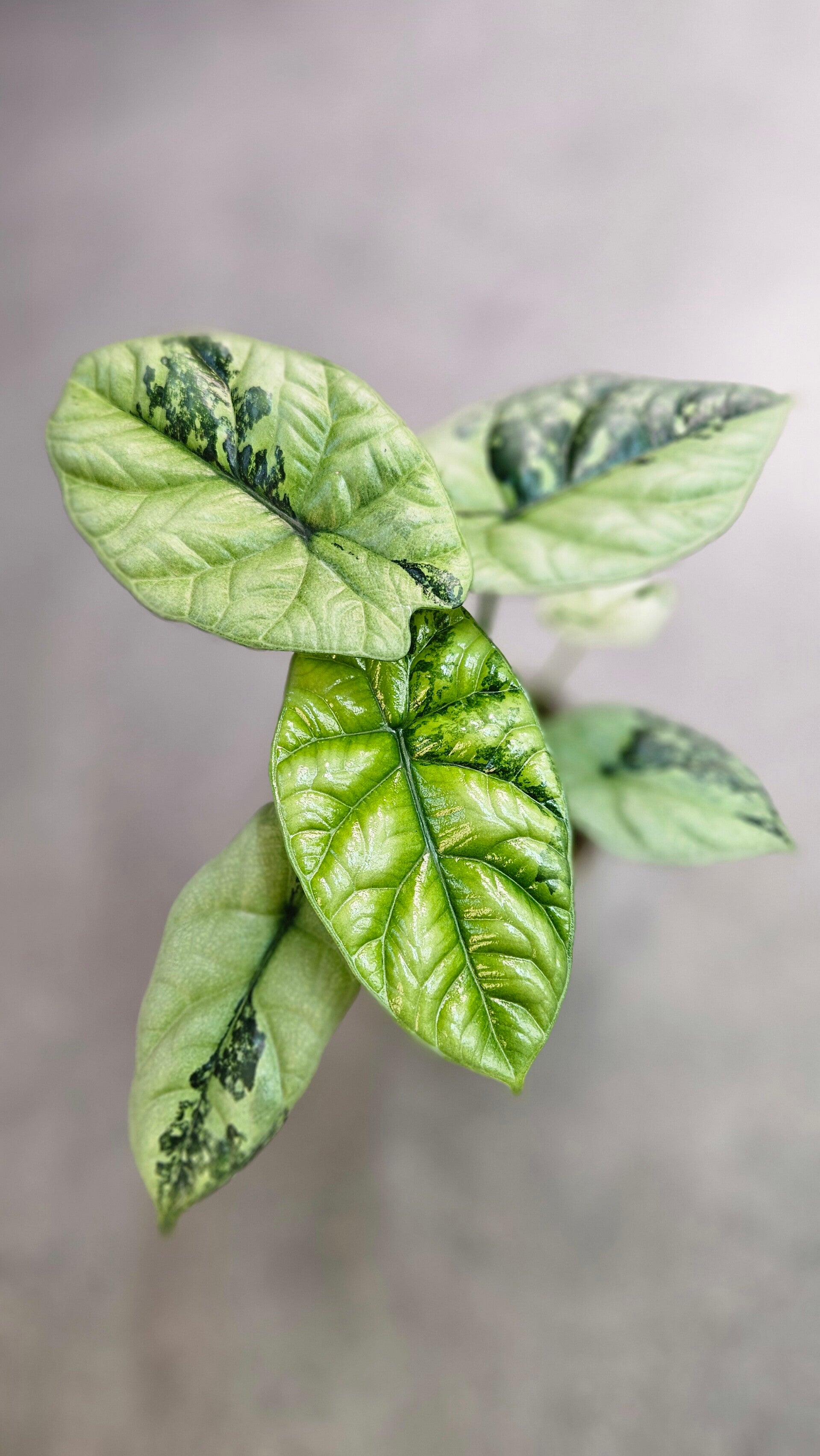 Alocasia Sinuata Albo/GoG Variegata (ntk)