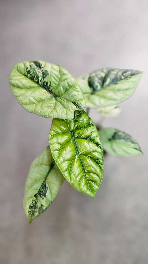 Alocasia Sinuata Albo/GoG Variegata (ntk)