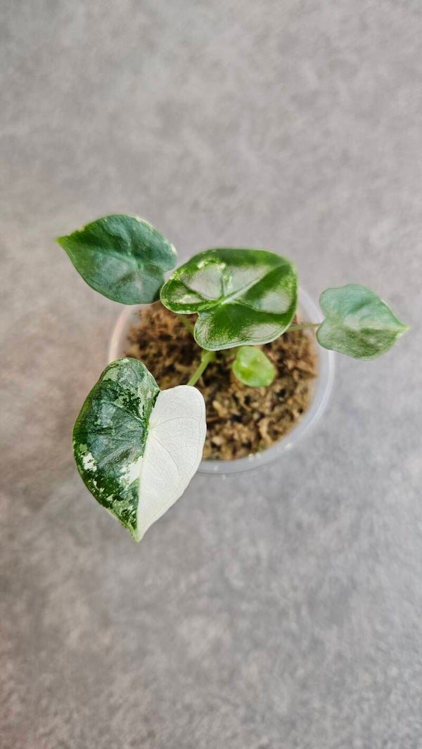Alocasia Frydek Variegata