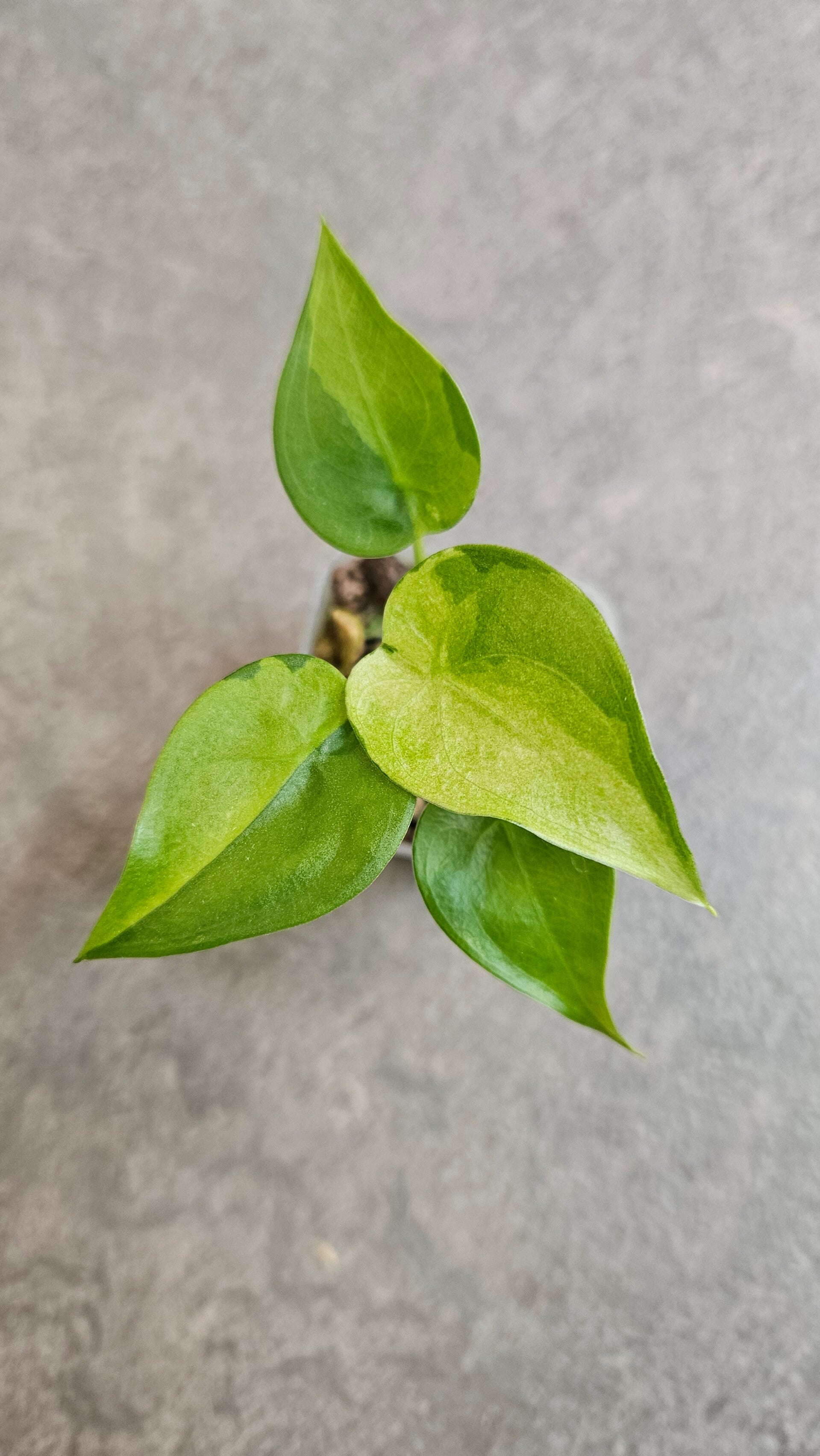 Alocasia Cucullata Aurea/Mint Variegata