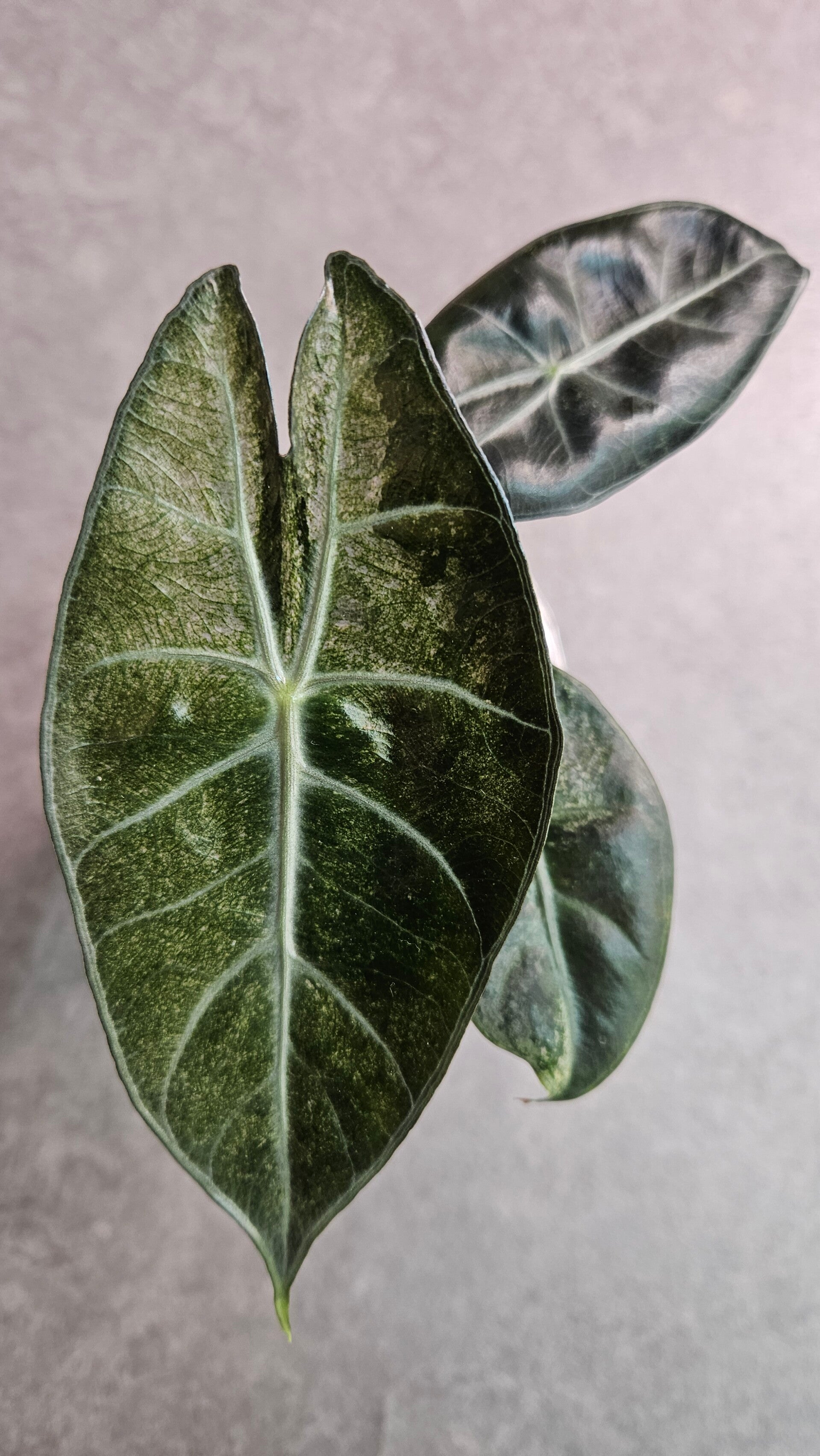 Alocasia Pink Dragon Stardust Variegata