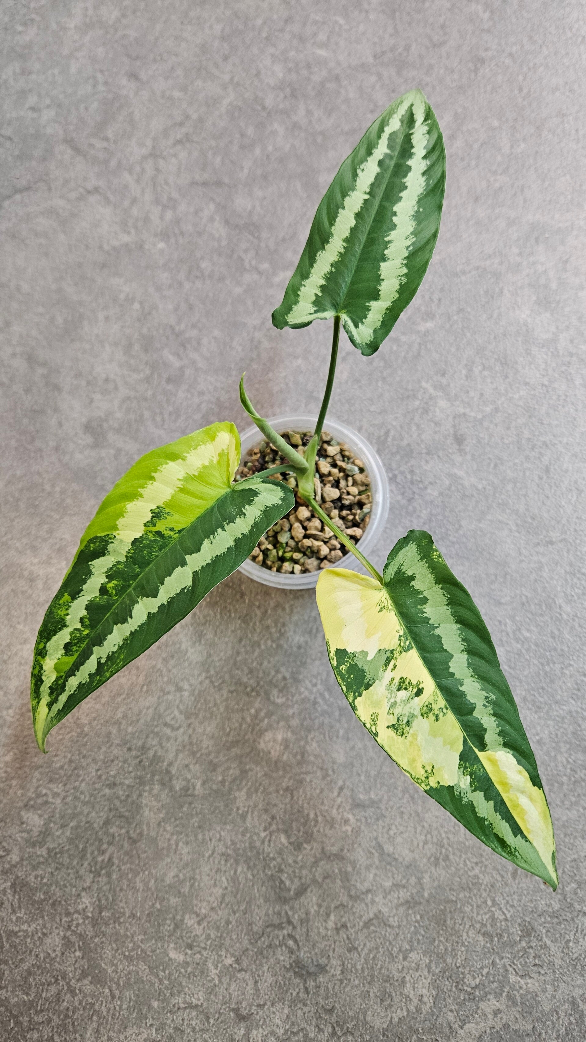 Schismatoglottis Wallichii Variegata