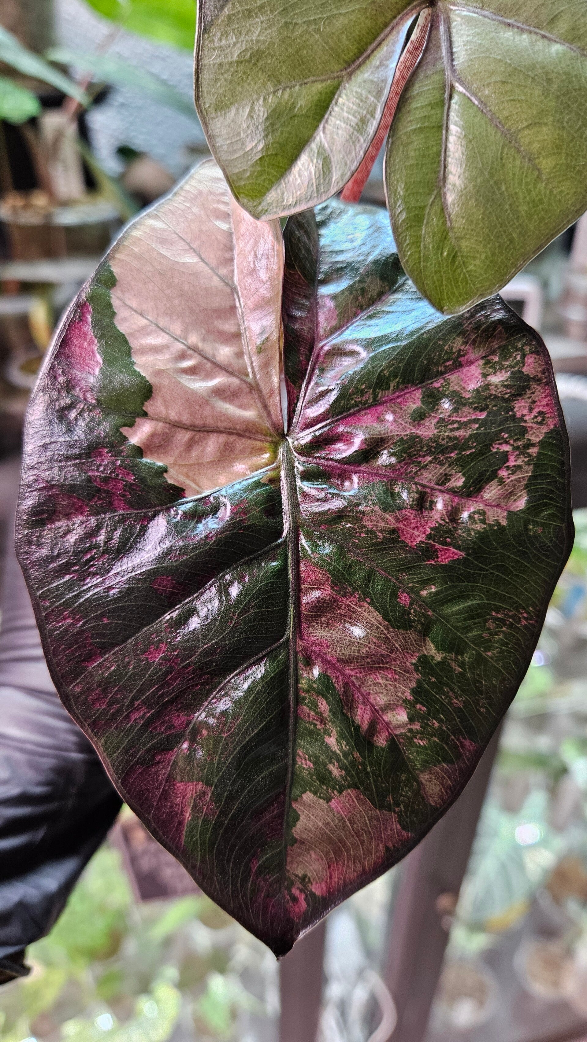 Alocasia Yucatan Princess Tricolor Variegata (ntk)