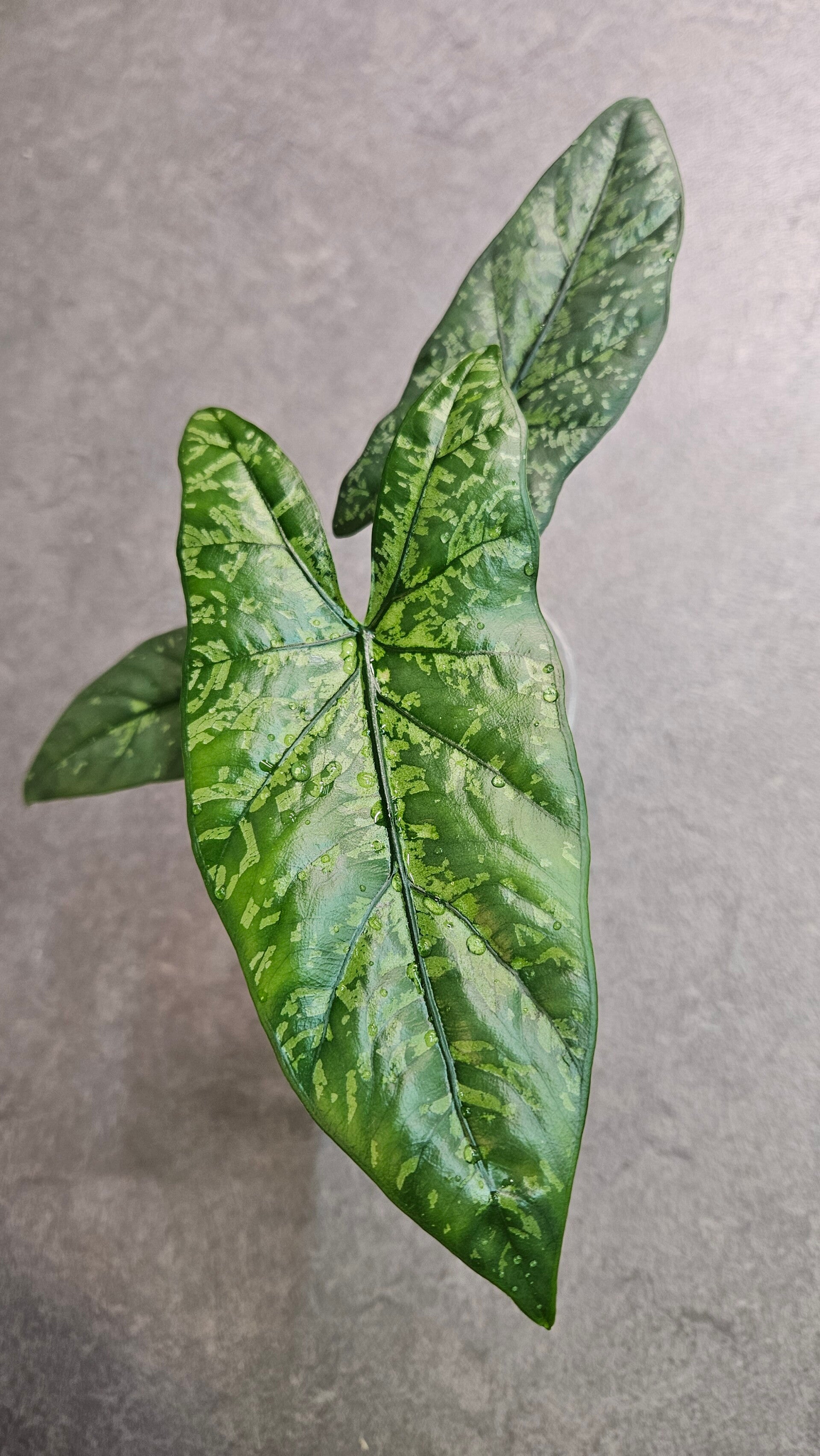 Alocasia Boyceana Shattered Glass