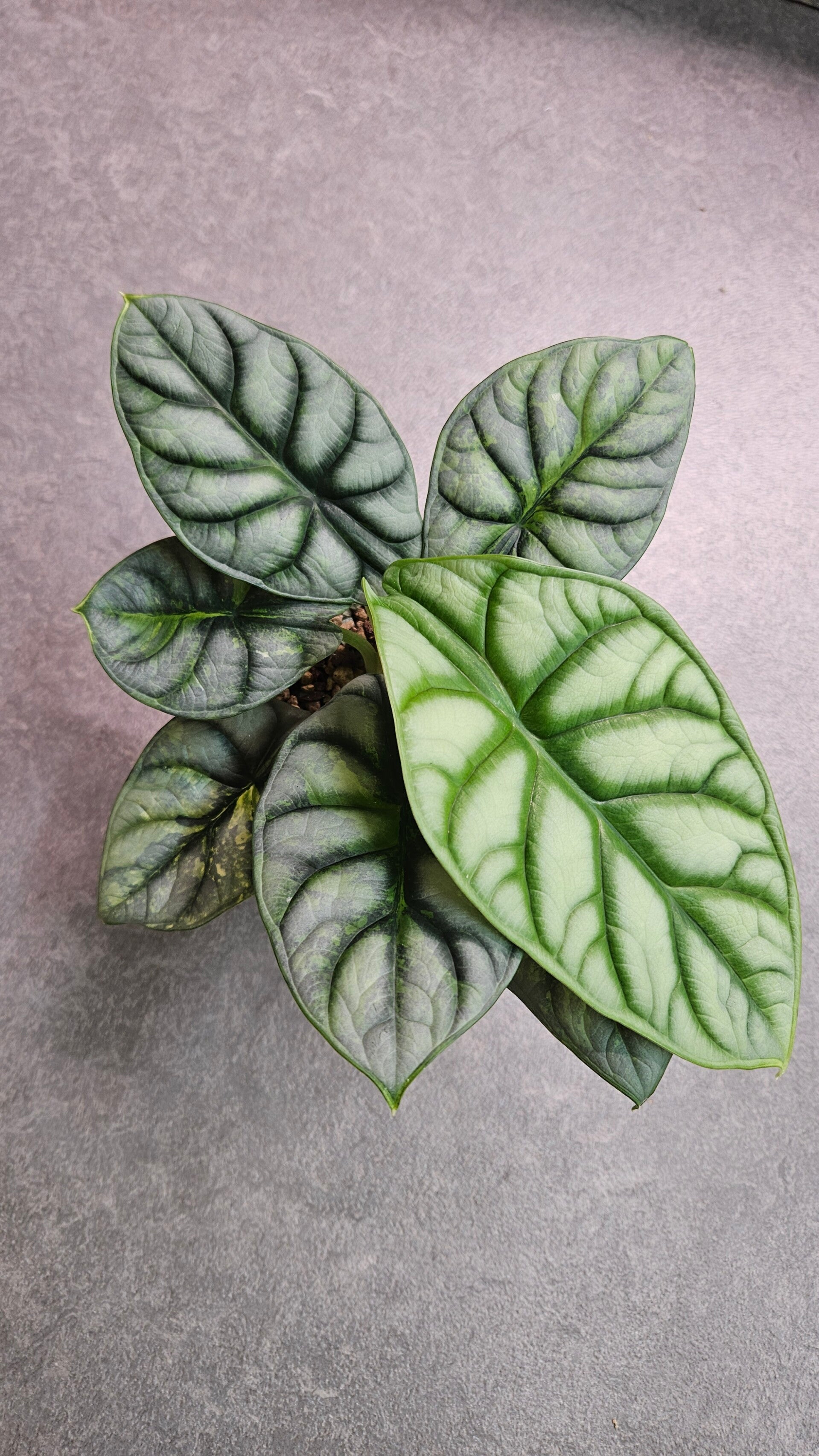 Alocasia Silver Dragon GoG Variegata