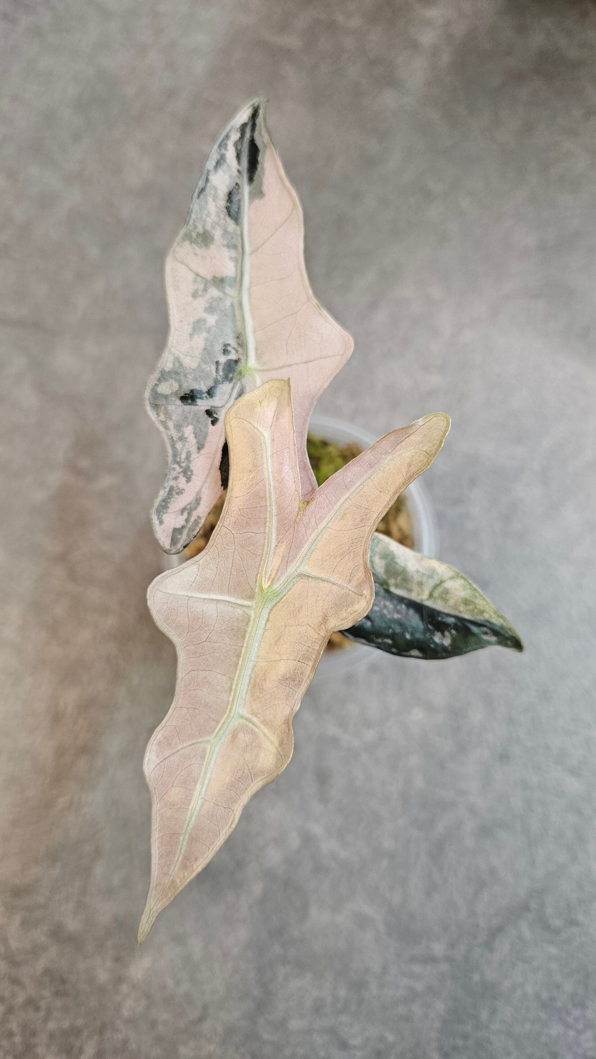 Alocasia Nobilis Pink Variegata