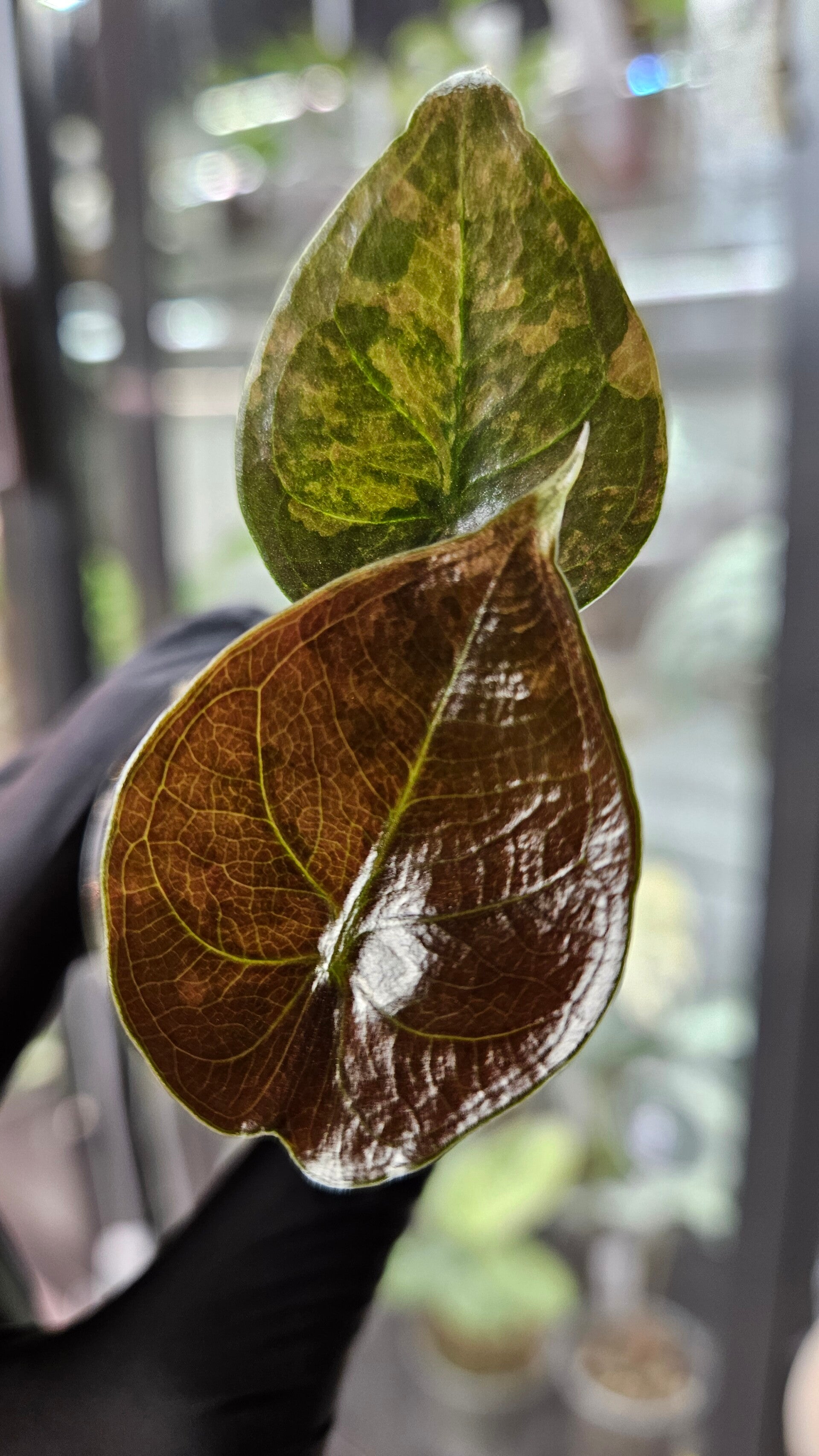 Alocasia Cuprea Gold Variegata